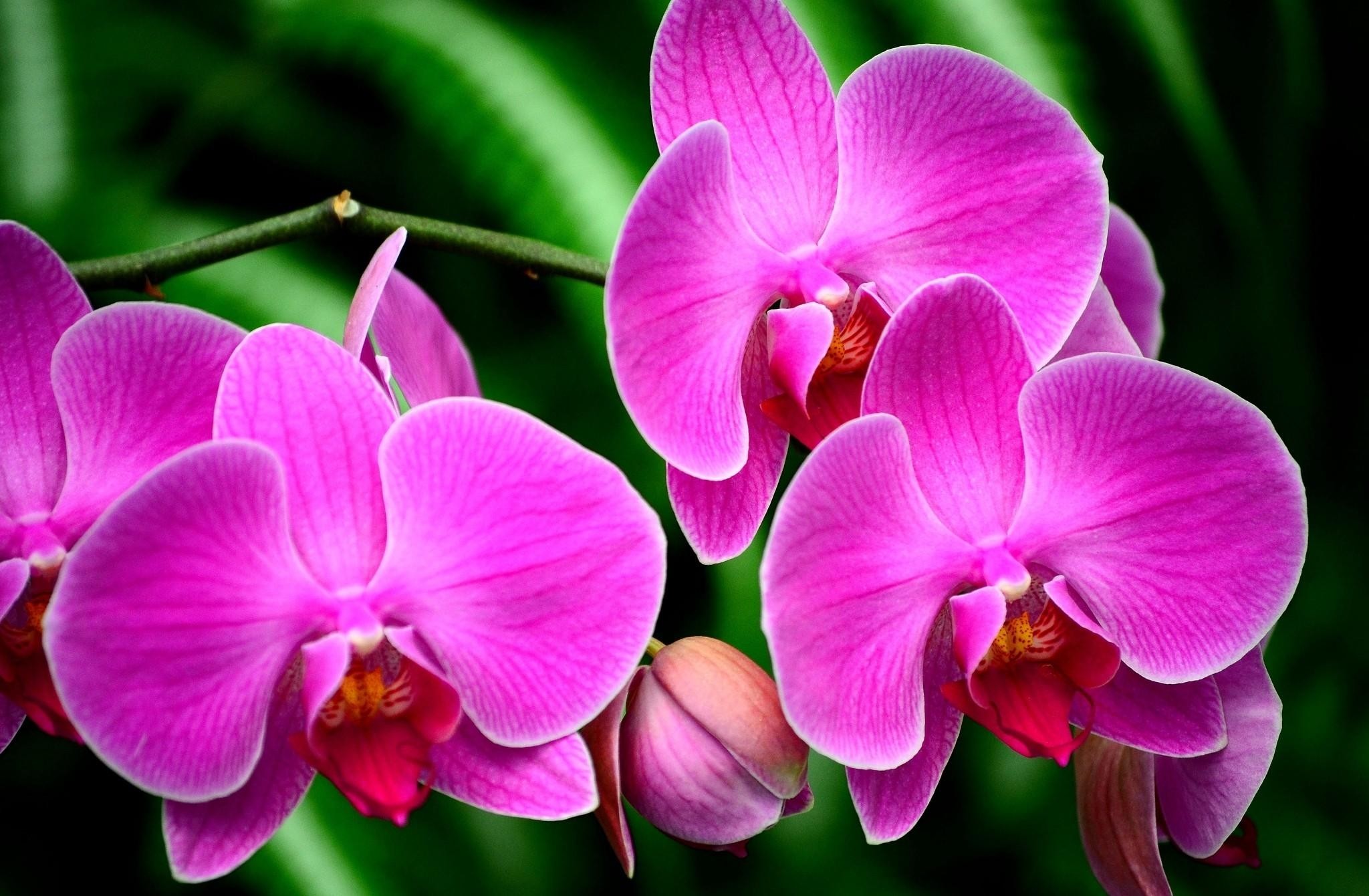 2048x1340 Wallpaper Orchid, Flower, Branch, Exotic