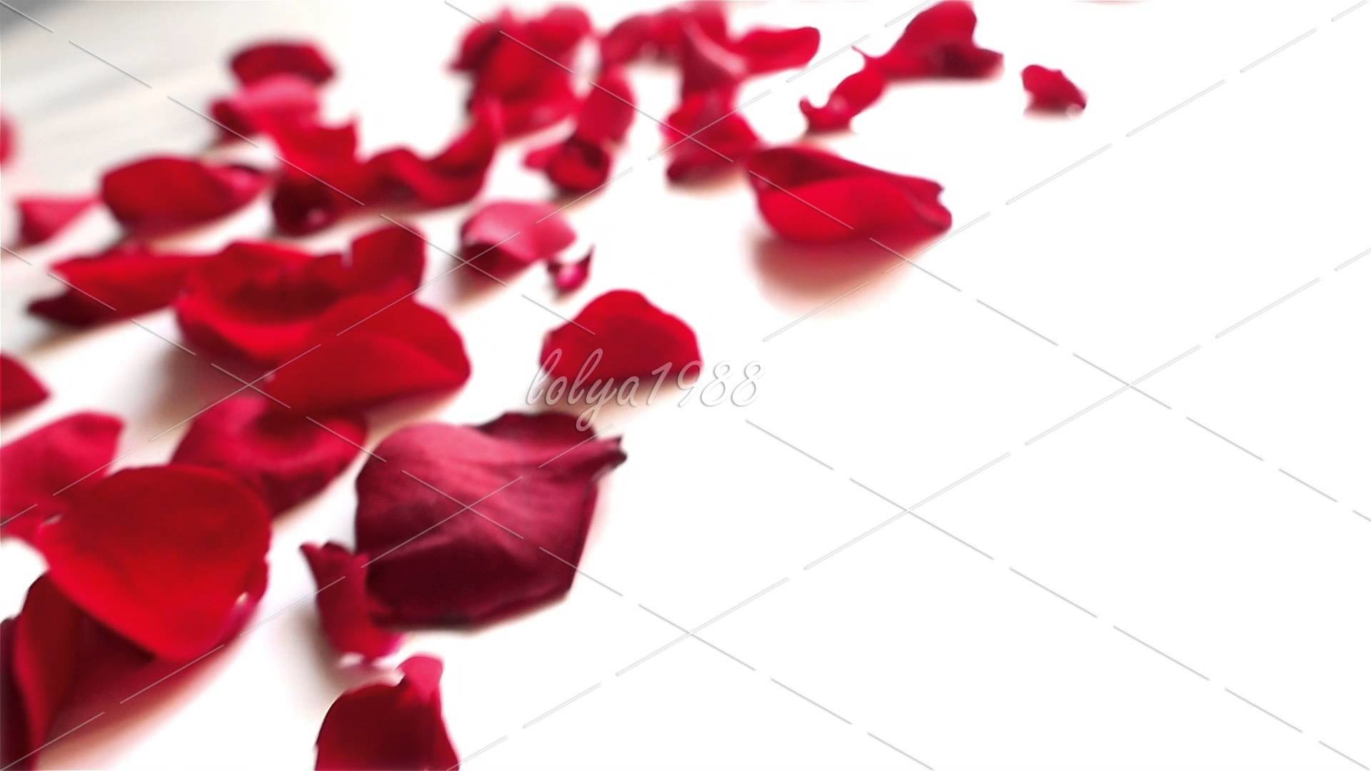 1920x1080 Red rose petals on white background