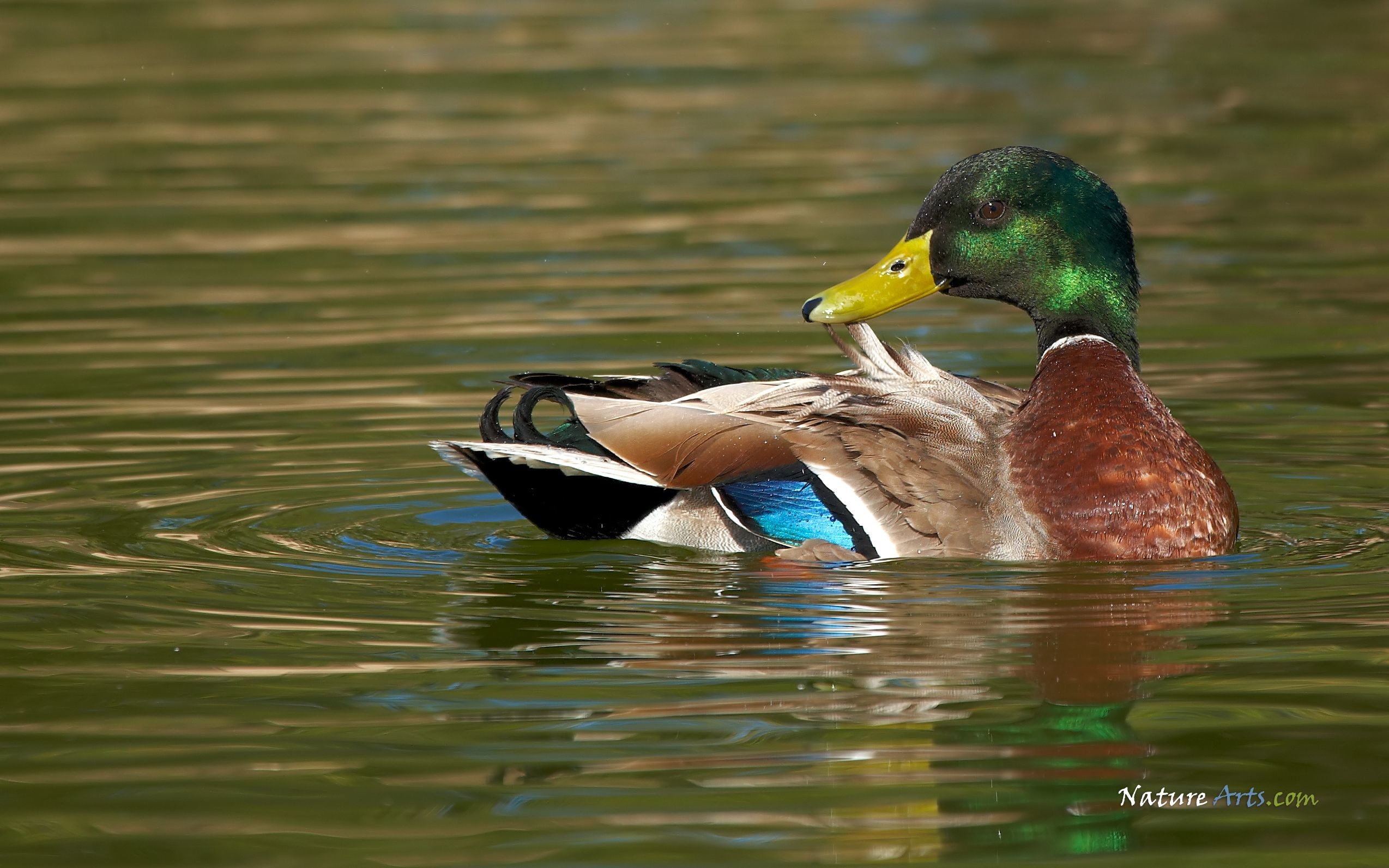 2548x1593 Mallard Duck | Mallard Duck , wildlife wallpapers, desktop wallpapers