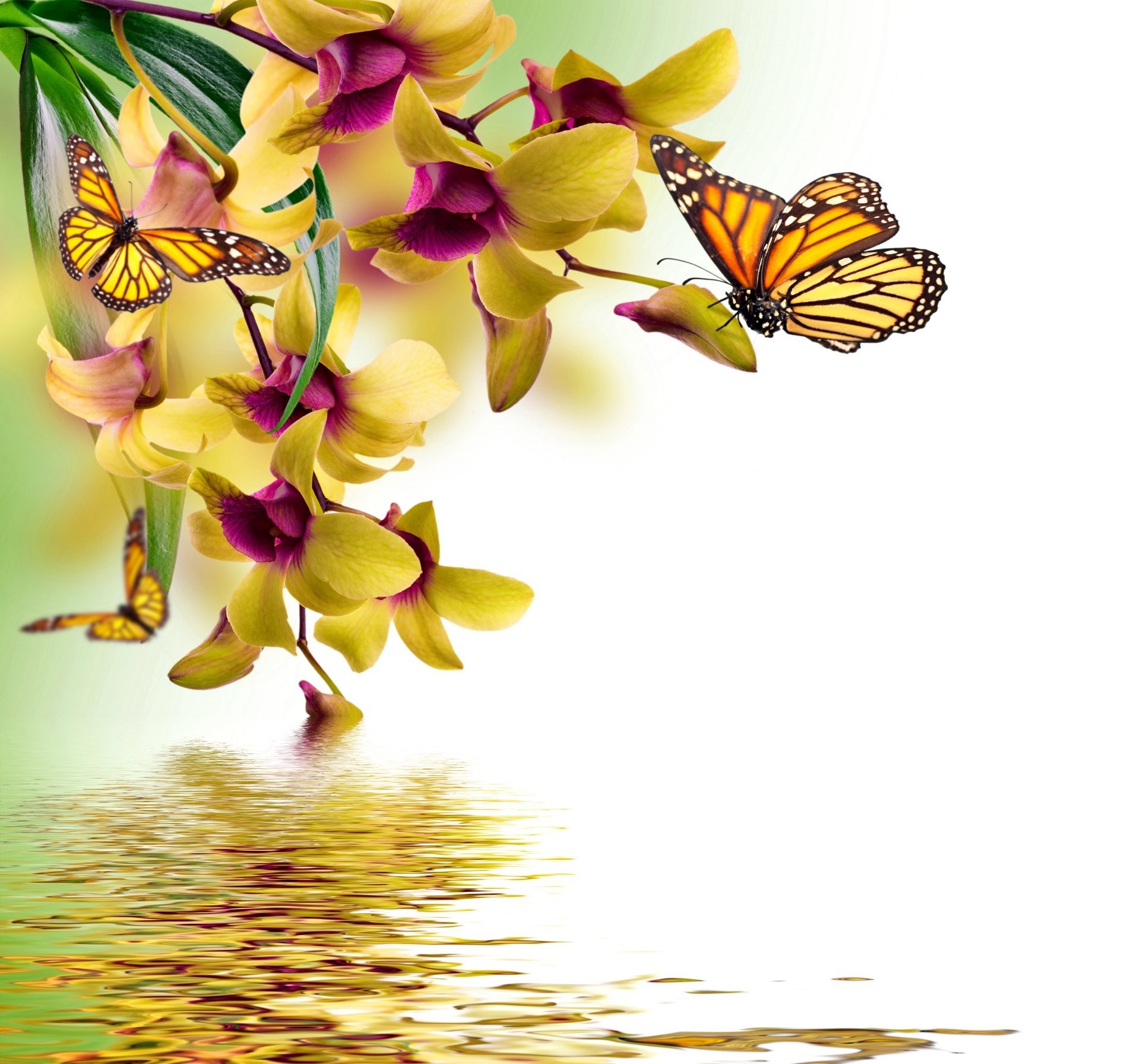 1920x1792 orchid water reflection spring yellow flowers beautiful butterflies orchid  flower butterfly