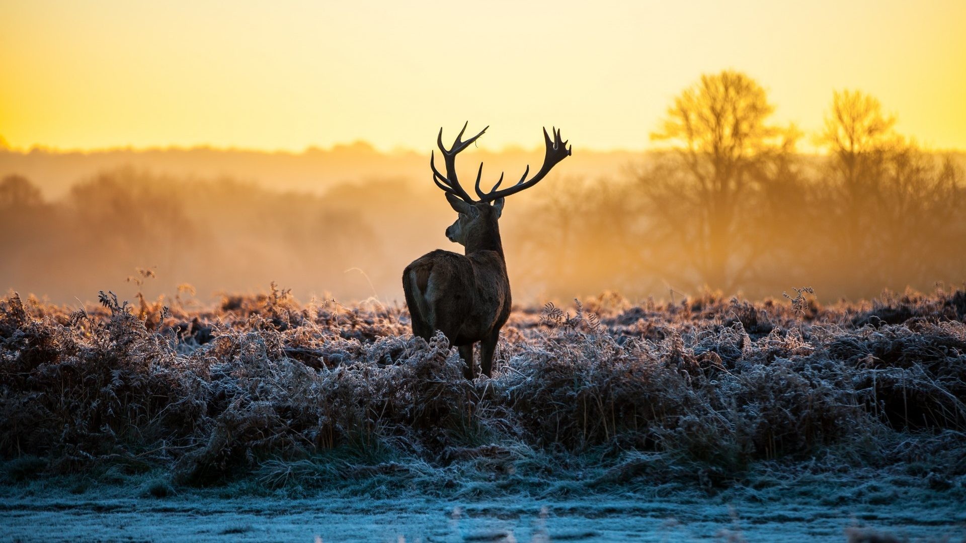 1920x1080 Frost Tag - Landscapes Animals Frost Nature Sunrise Fall Sunset Deer Autumn  Animal Pics With Captions
