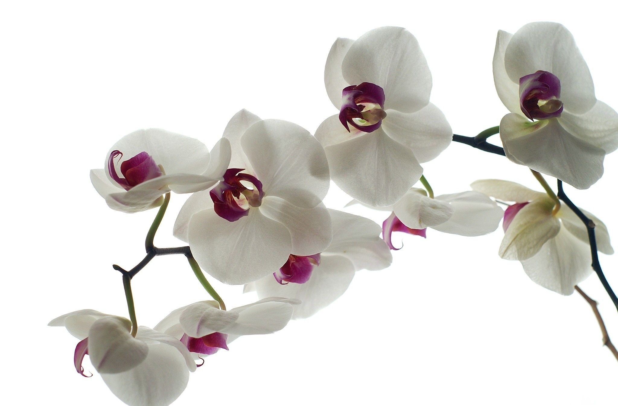 2048x1347 White Orchid Wallpapers