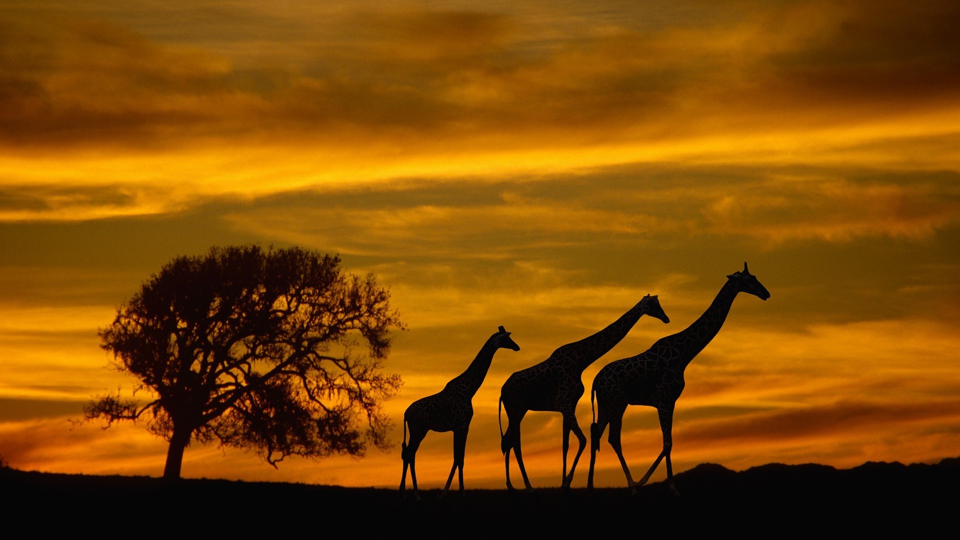 1920x1080 Africa, Giraffes, Animals, Wildlife, Sunset, Silhouette, Clouds, Sky, Trees  Wallpapers HD / Desktop and Mobile Backgrounds