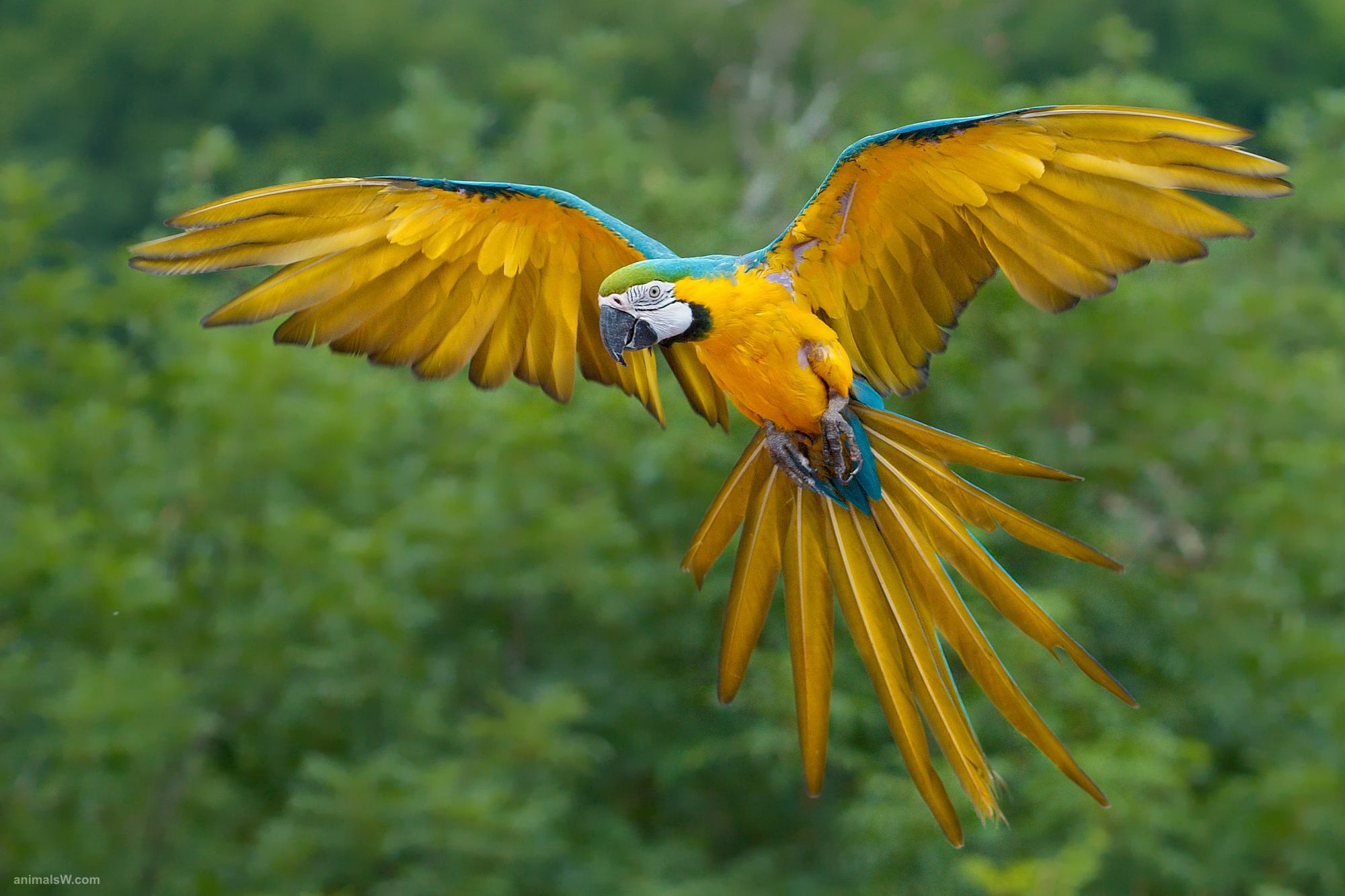 2000x1333 Blue and Yellow Macaw Bird Flying Wallpaper (click to view)