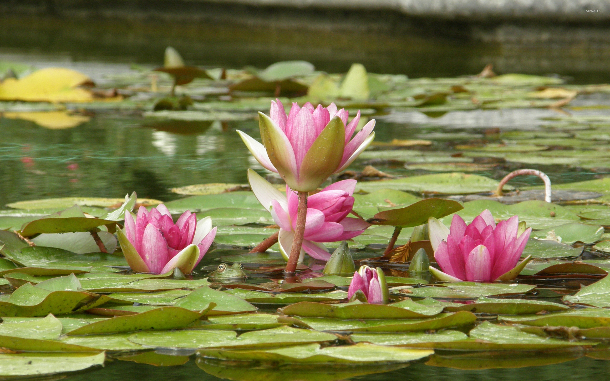 2560x1600 Water lily [15] wallpaper