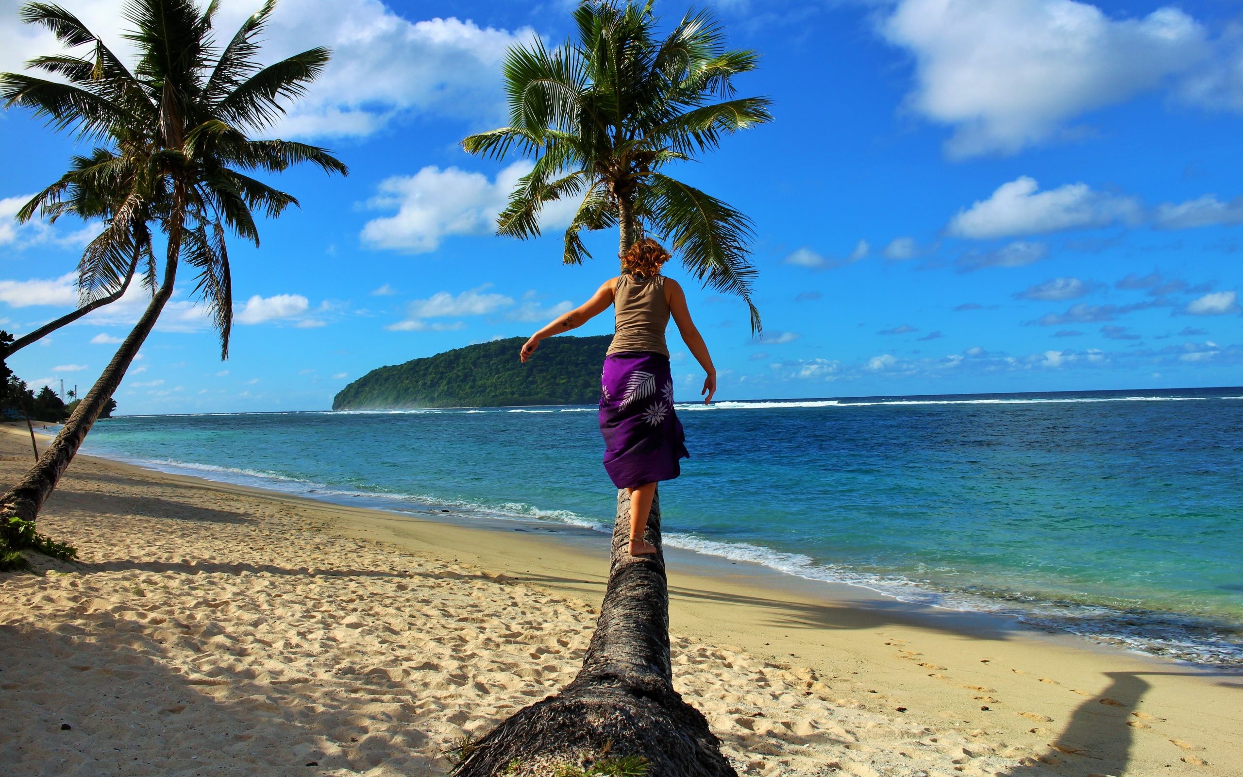 2560x1600 4K HD Wallpaper: My Tree in the Samoa Island