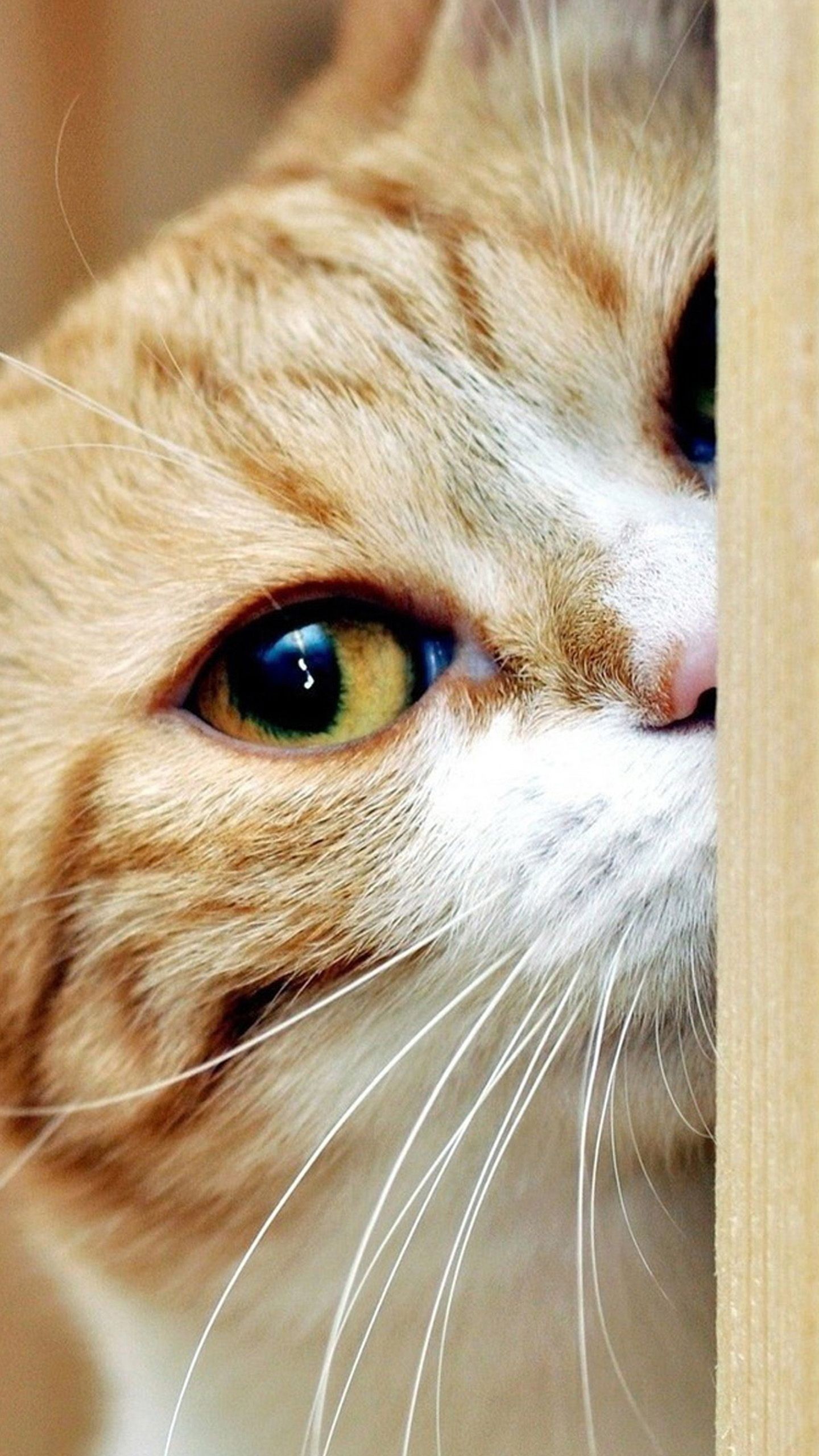 1440x2560 Cat Mobile Phone Wallpaper http://wallpapers-and-backgrounds.net/