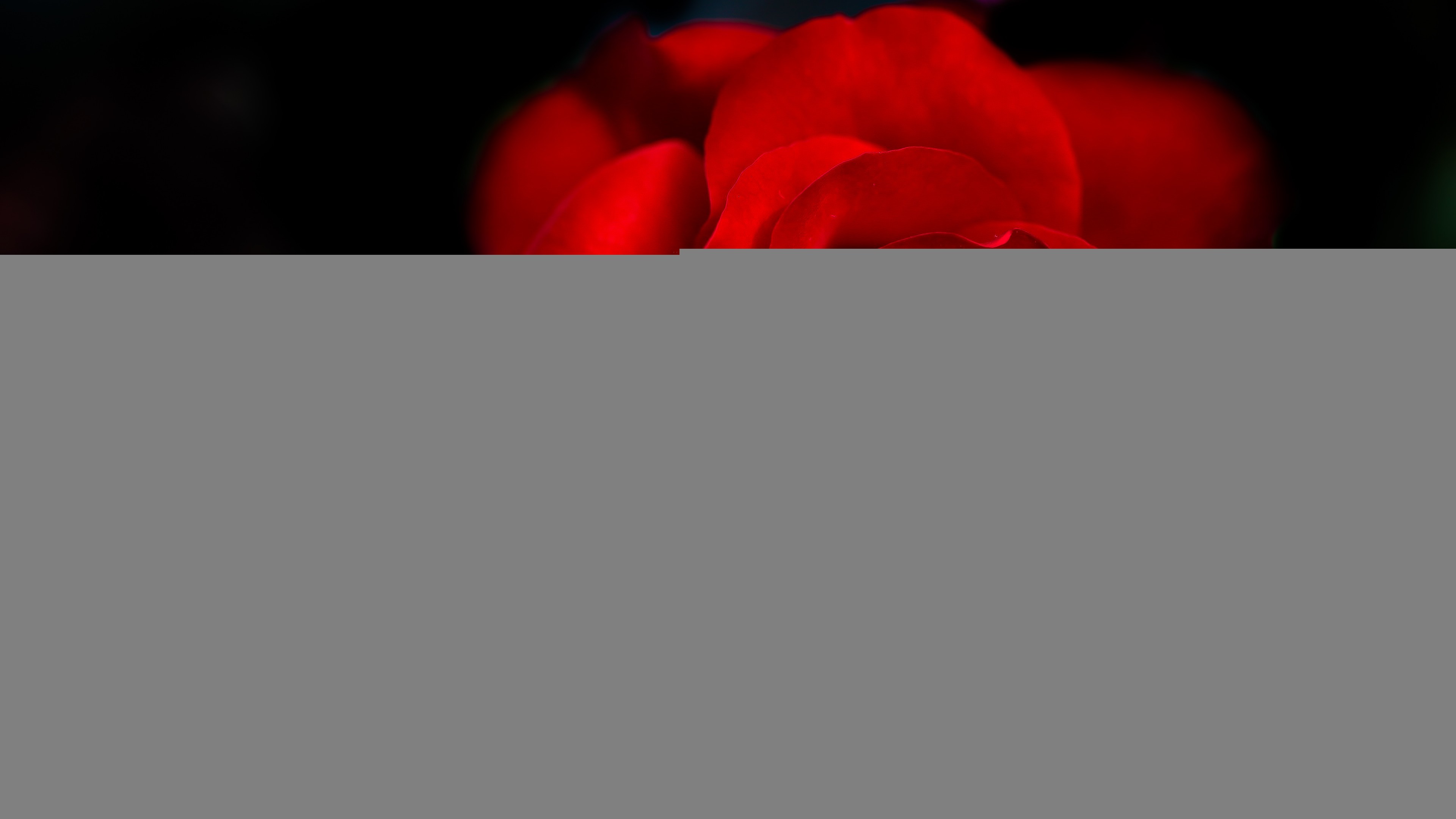 3840x2160 Flowers / Red Rose Wallpaper