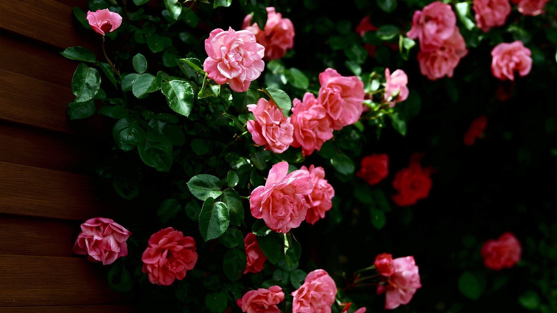 1920x1080 Rose Flower Wallpapers HD Wallpaper