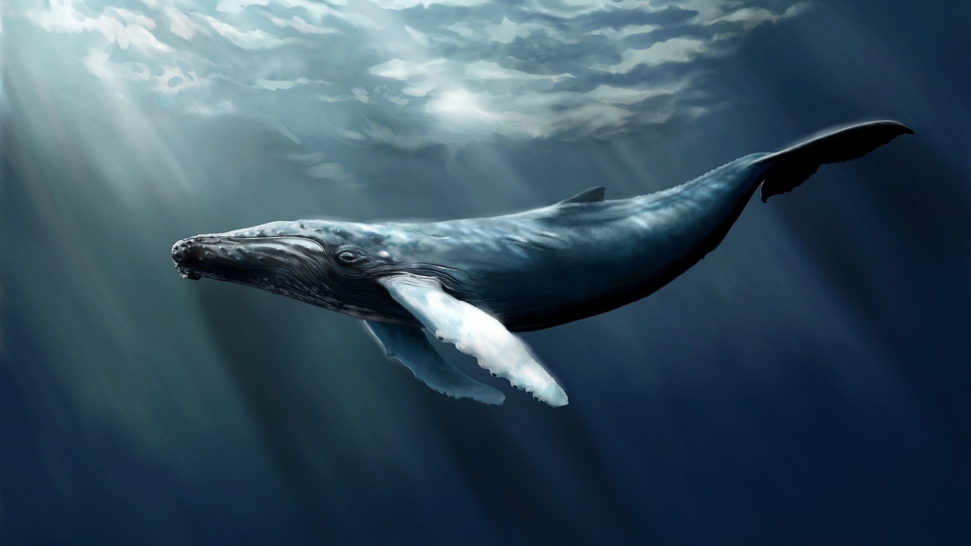1920x1080 Blue Whale (Blauwe Vinvis)