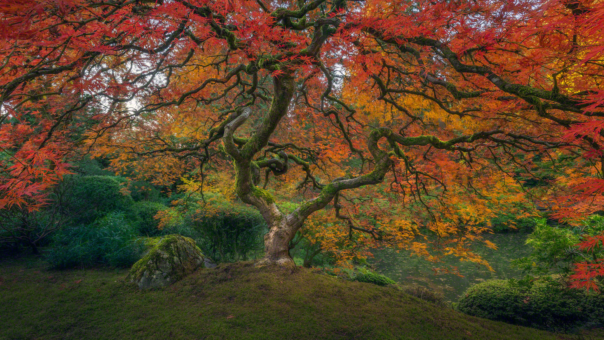 2048x1152 Erde/Natur - Baum Erde/Natur Herbst Foliage Japanese Garden Wallpaper