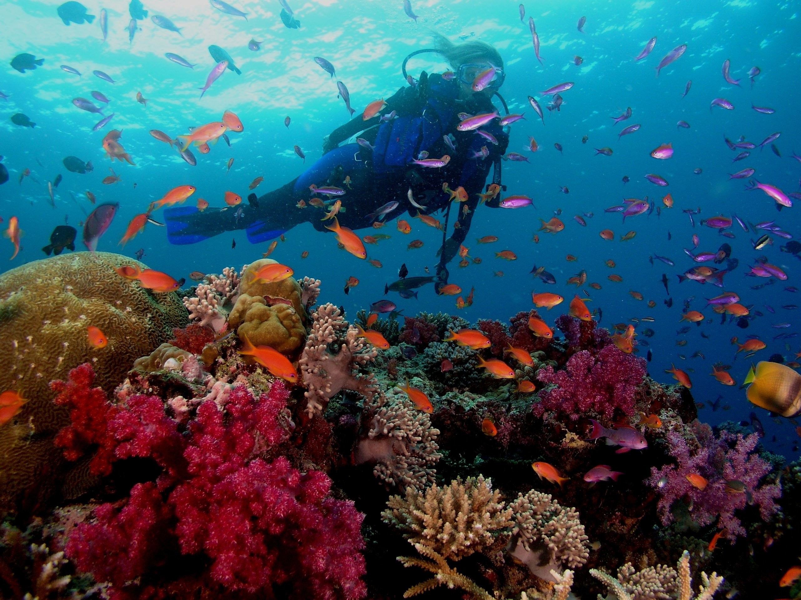 2560x1920  Scuba diving diver ocean sea underwater fish wallpaper |   | 332453 | WallpaperUP