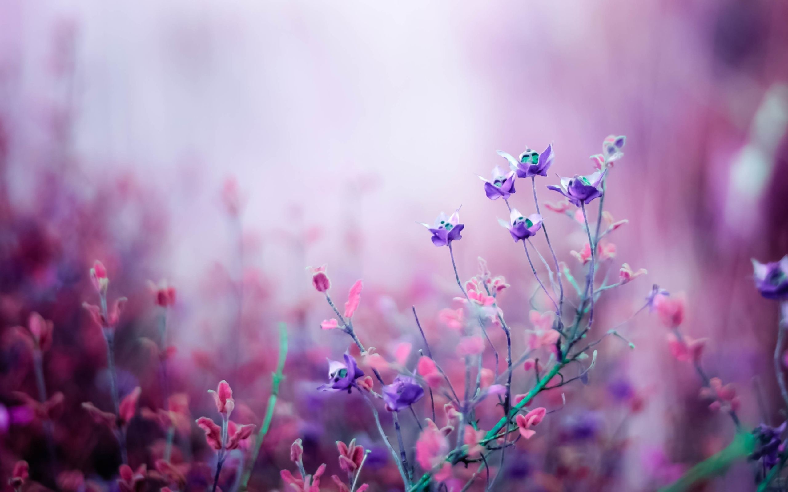 2560x1600 Purple Flower Wallpaper Photo