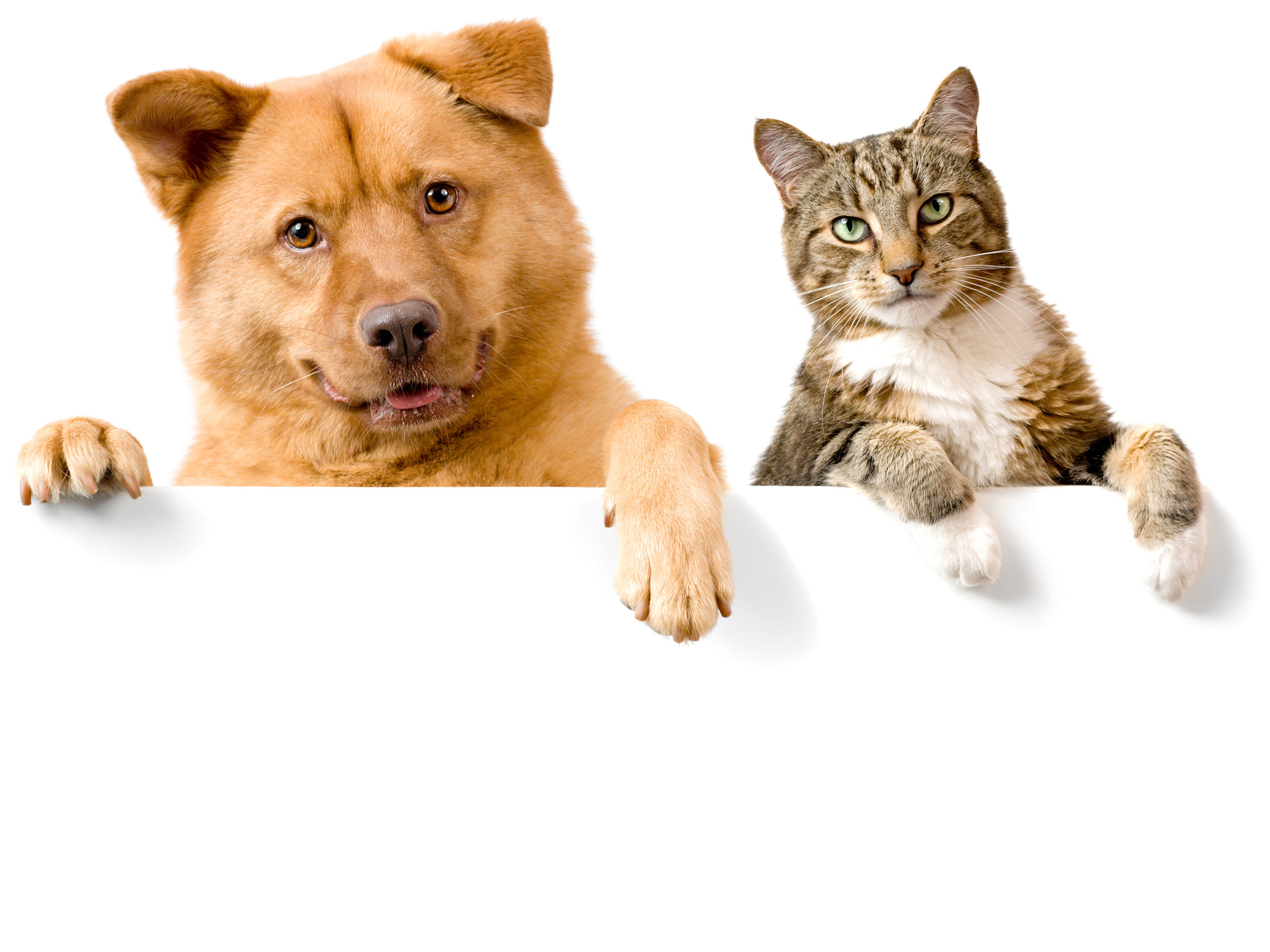 2400x1800 Dog And Cat Wallpaper Background ...