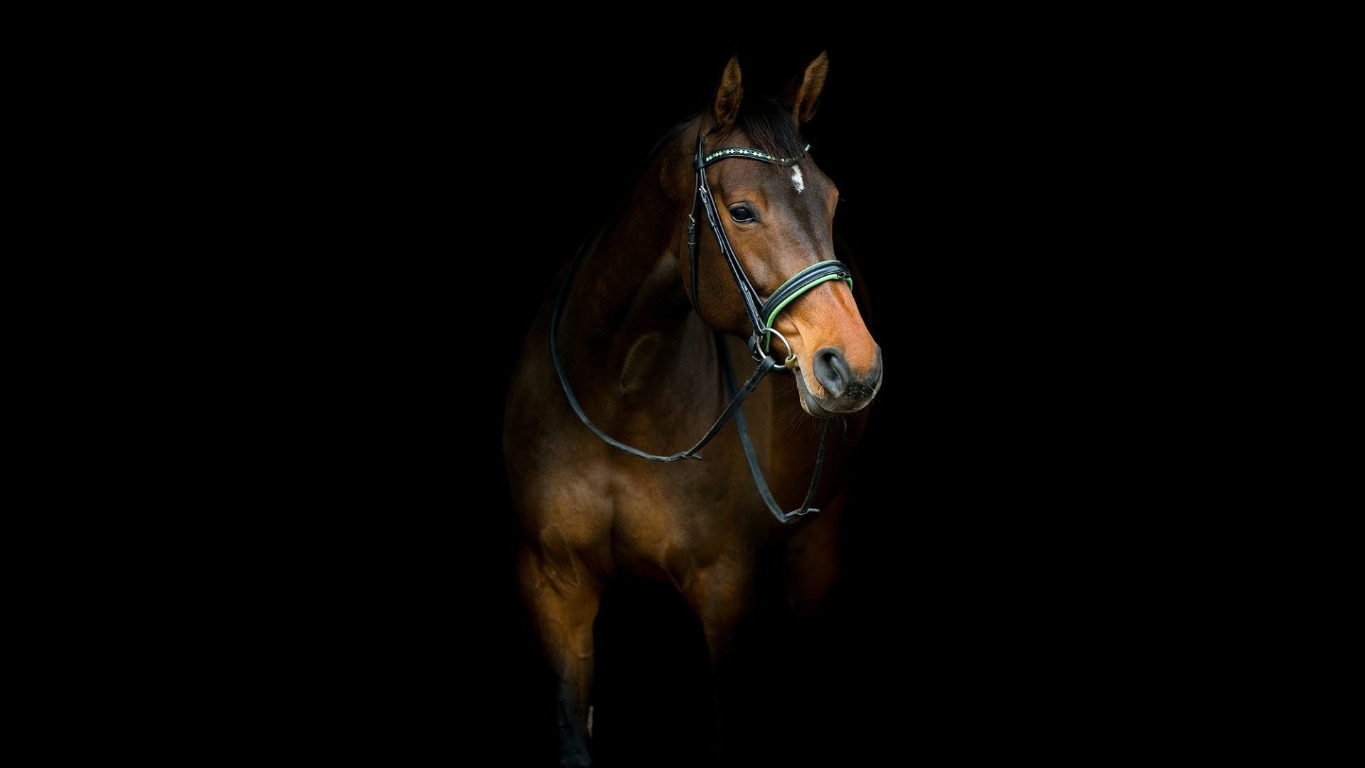 1920x1080 Horse Tag - Horse Horses Desktop Wallpaper Of Pets for HD 16:9 High  Definition