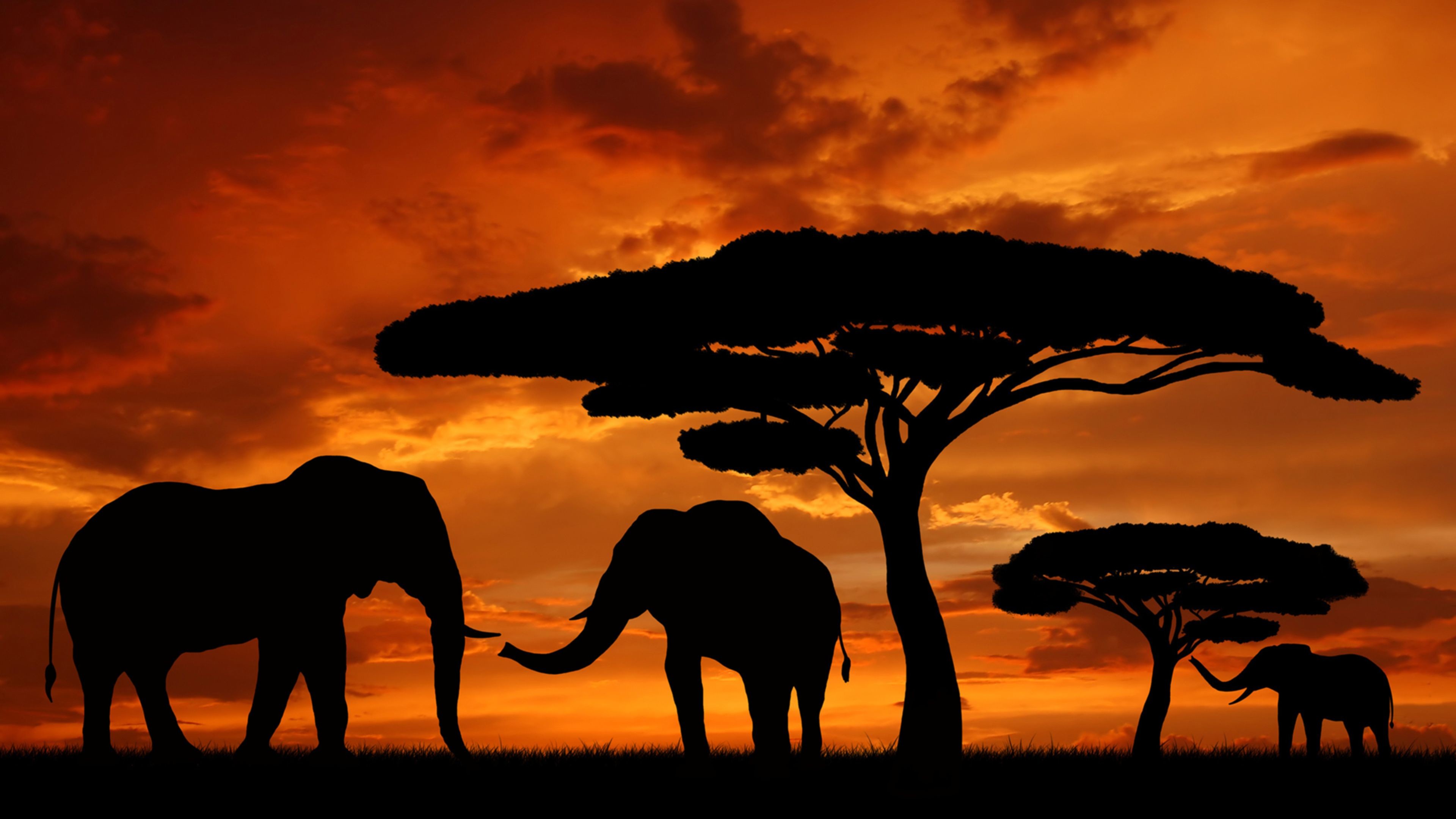 3840x2160 kilimanjaro safari facebook covers | African 4K Sunset Wallpapers | Free 4K  Wallpaper
