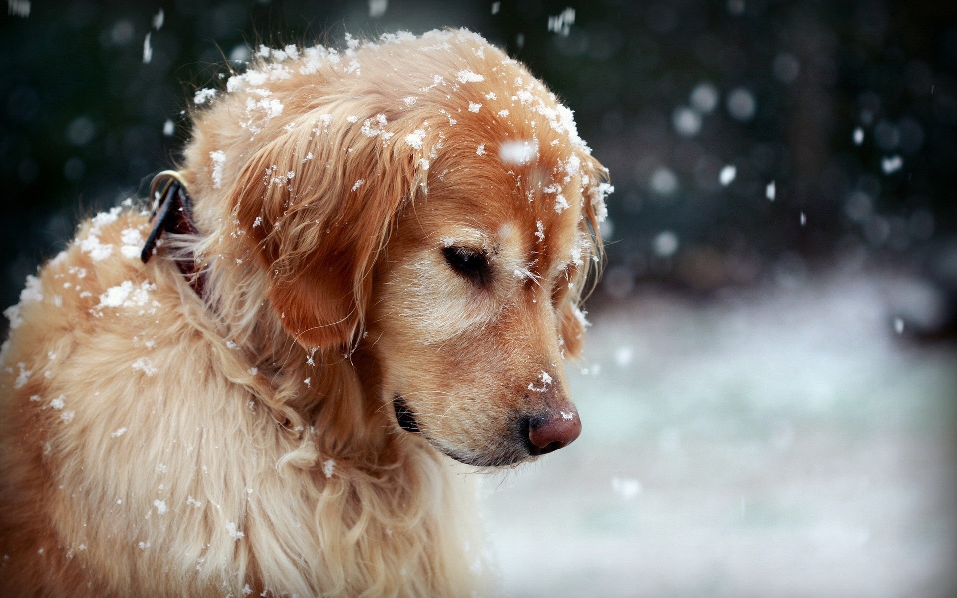 1920x1200 winter dog snowflakes hd wallpaper Dog wallpaper HD free wallpapers  backgrounds images