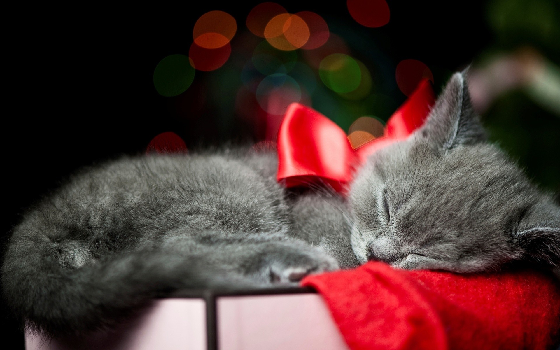 1920x1200 christmas bow red animals cats kittens whiskers sleep cute wallpaper .