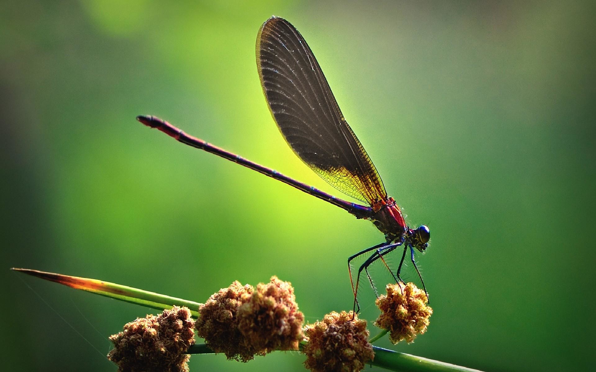 1920x1200 cool dragonfly pictures. Â«Â«