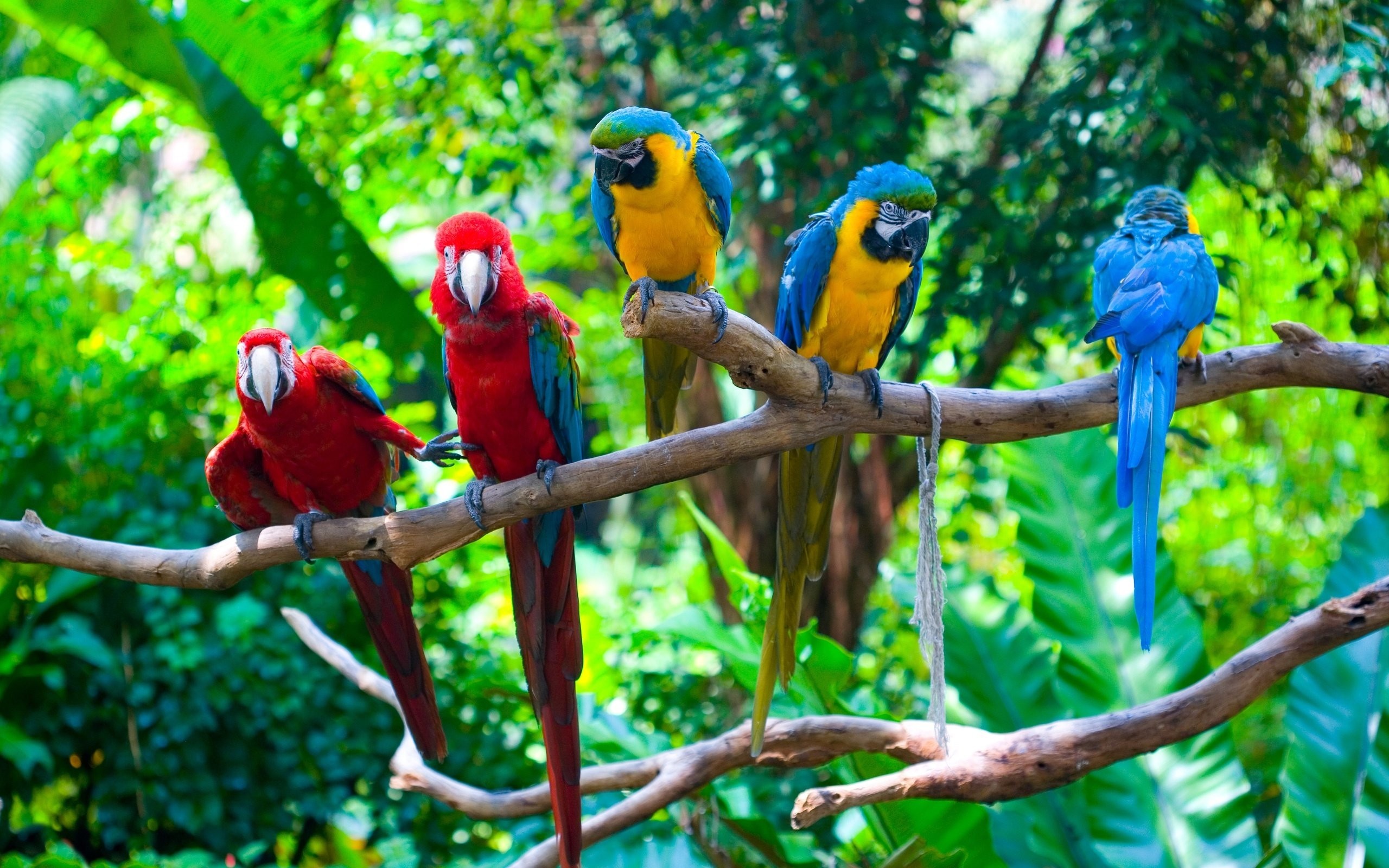 2560x1600 Green Macaw Branches Parrot Hummingbird Hd Wallpapers - 