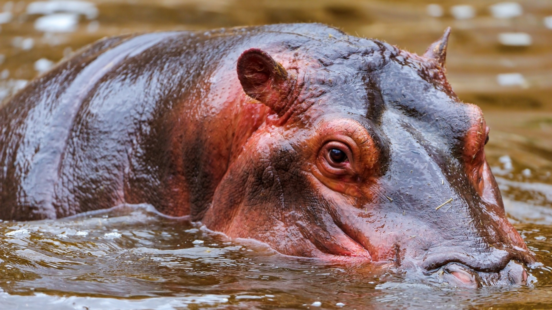 1920x1080  Wallpaper hippopotamus, water, face, swim, hunt