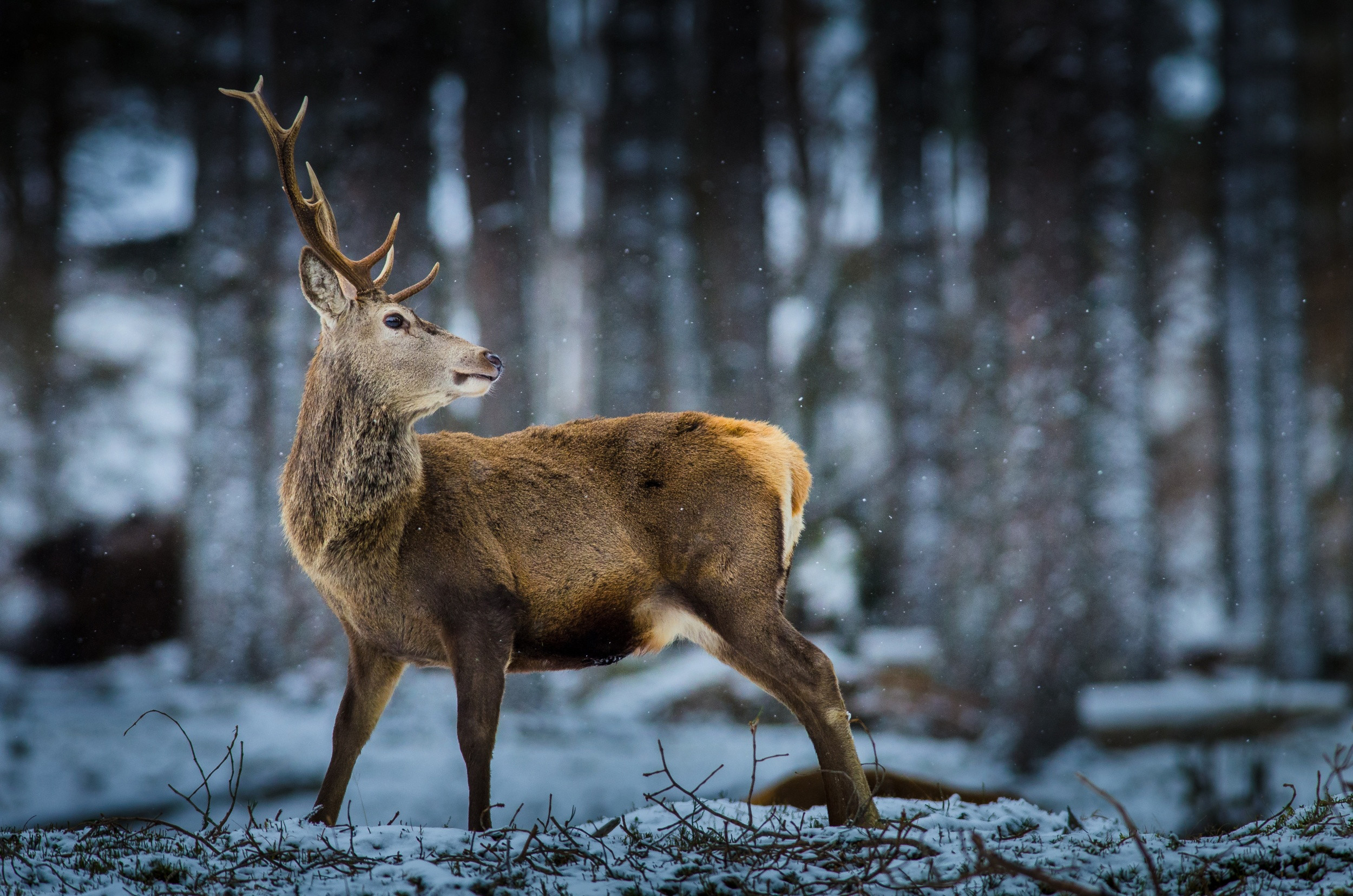 2500x1656 Wallpaper deer forest snow wildlife wallpapers animals download 
