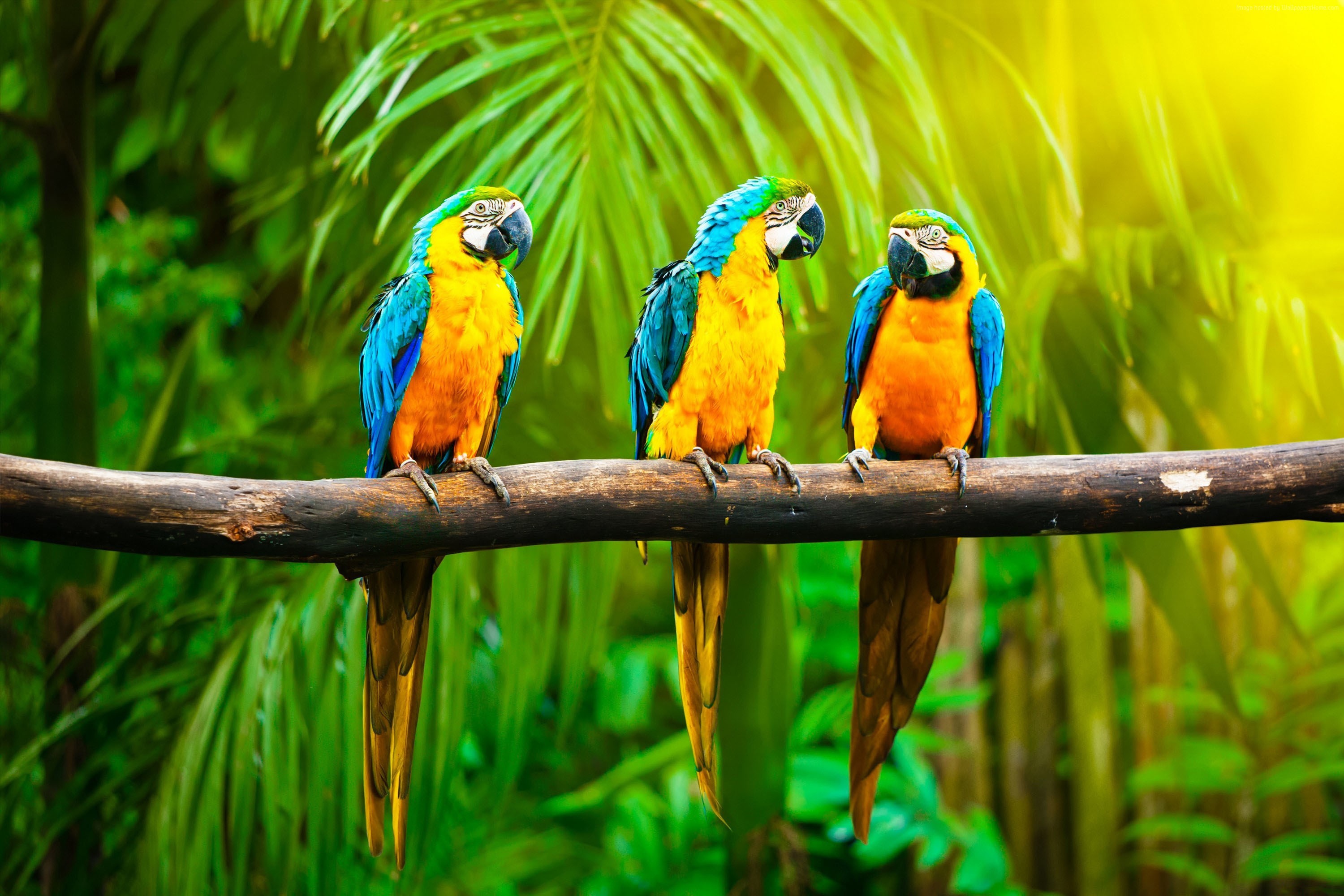 3000x2000 Your Resolution: 1024x1024. Available Resolutions: PC Mac Android iOS  Custom. Tags: Macaw, parrot ...