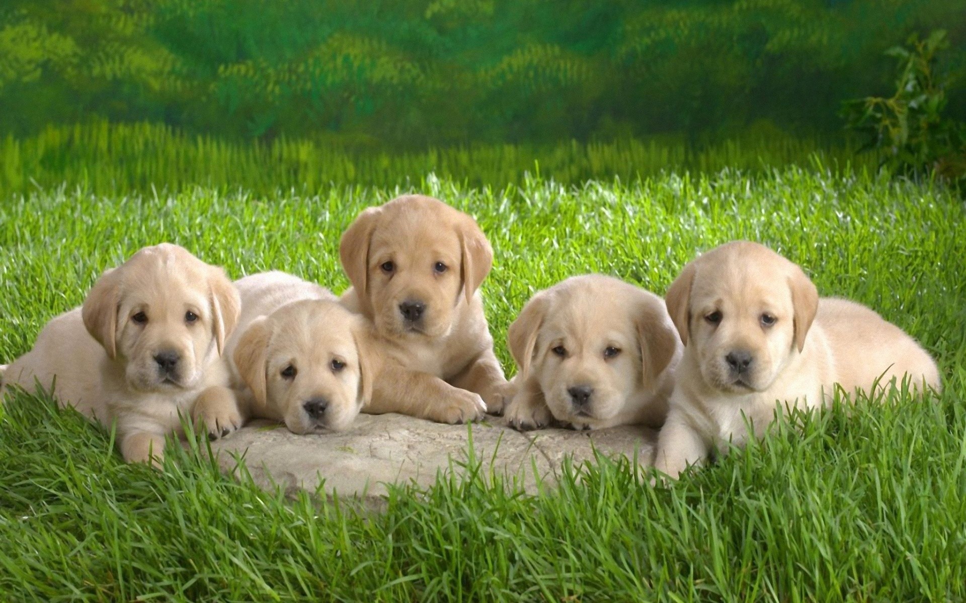 1920x1200 Cute Puppies HD Desktop Wallpaper HD Desktop Wallpaper 