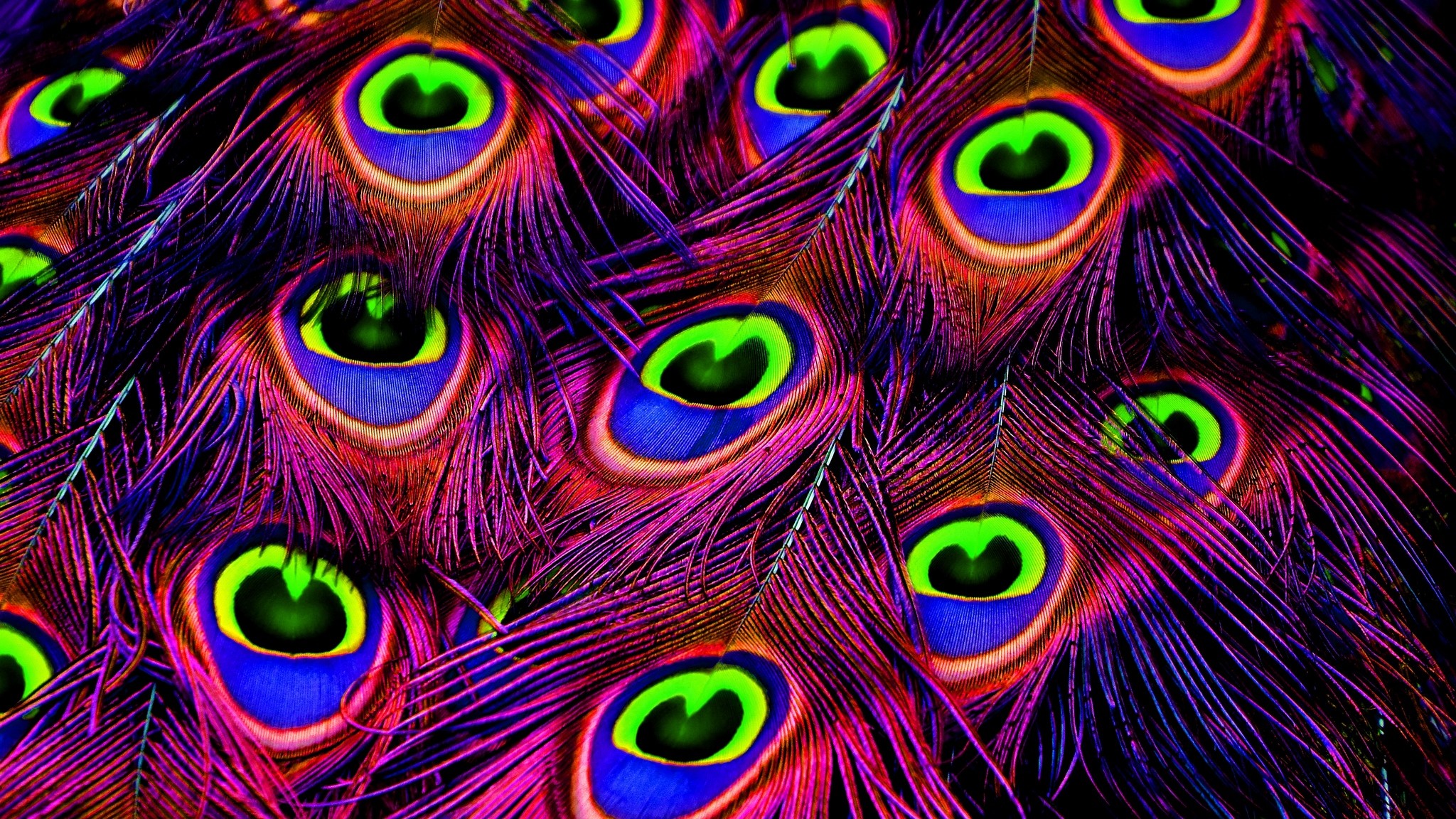 2048x1152  Wallpaper peacock, feathers, bright, photoshop