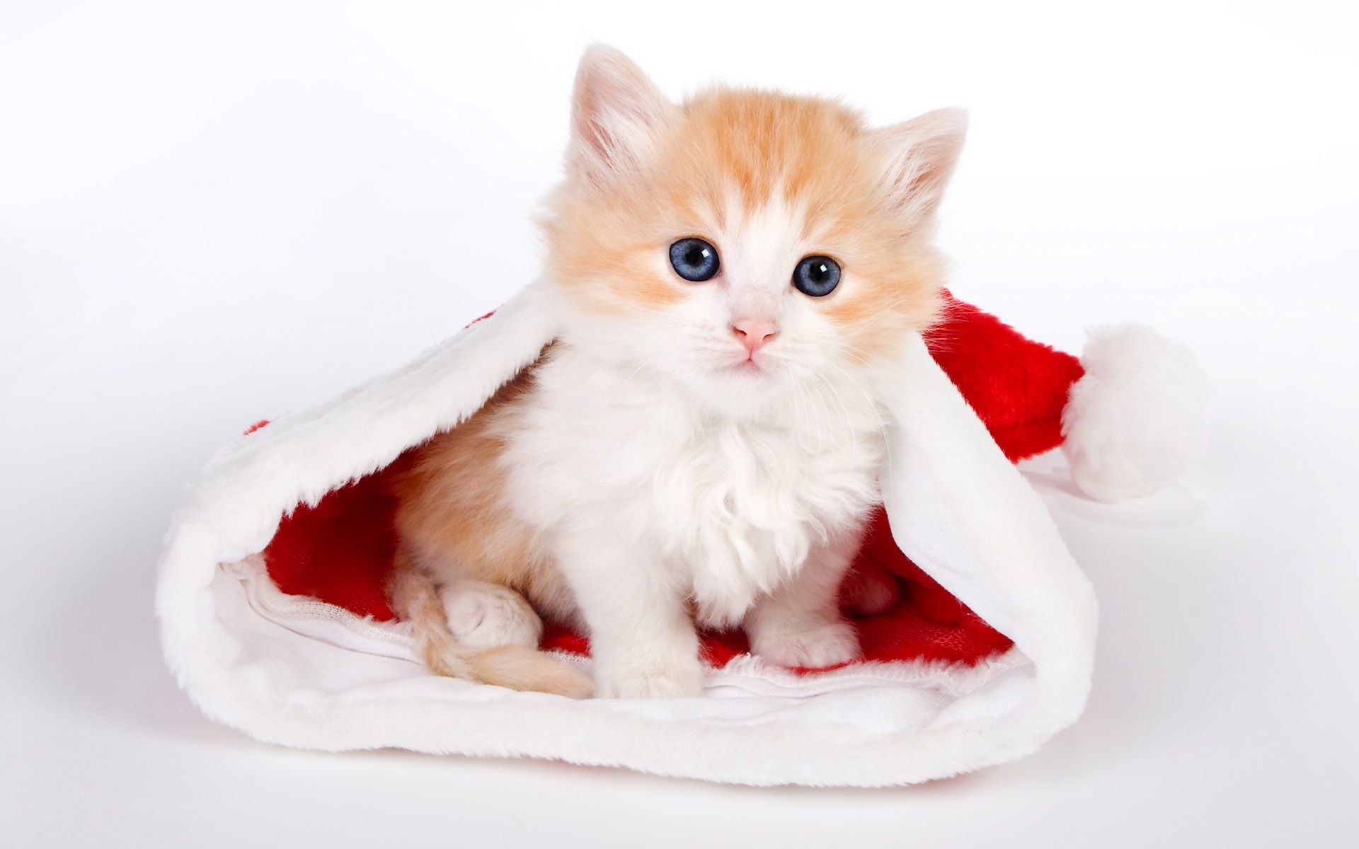 1920x1200 Search Results for “merry christmas cat wallpaper” – Adorable Wallpapers