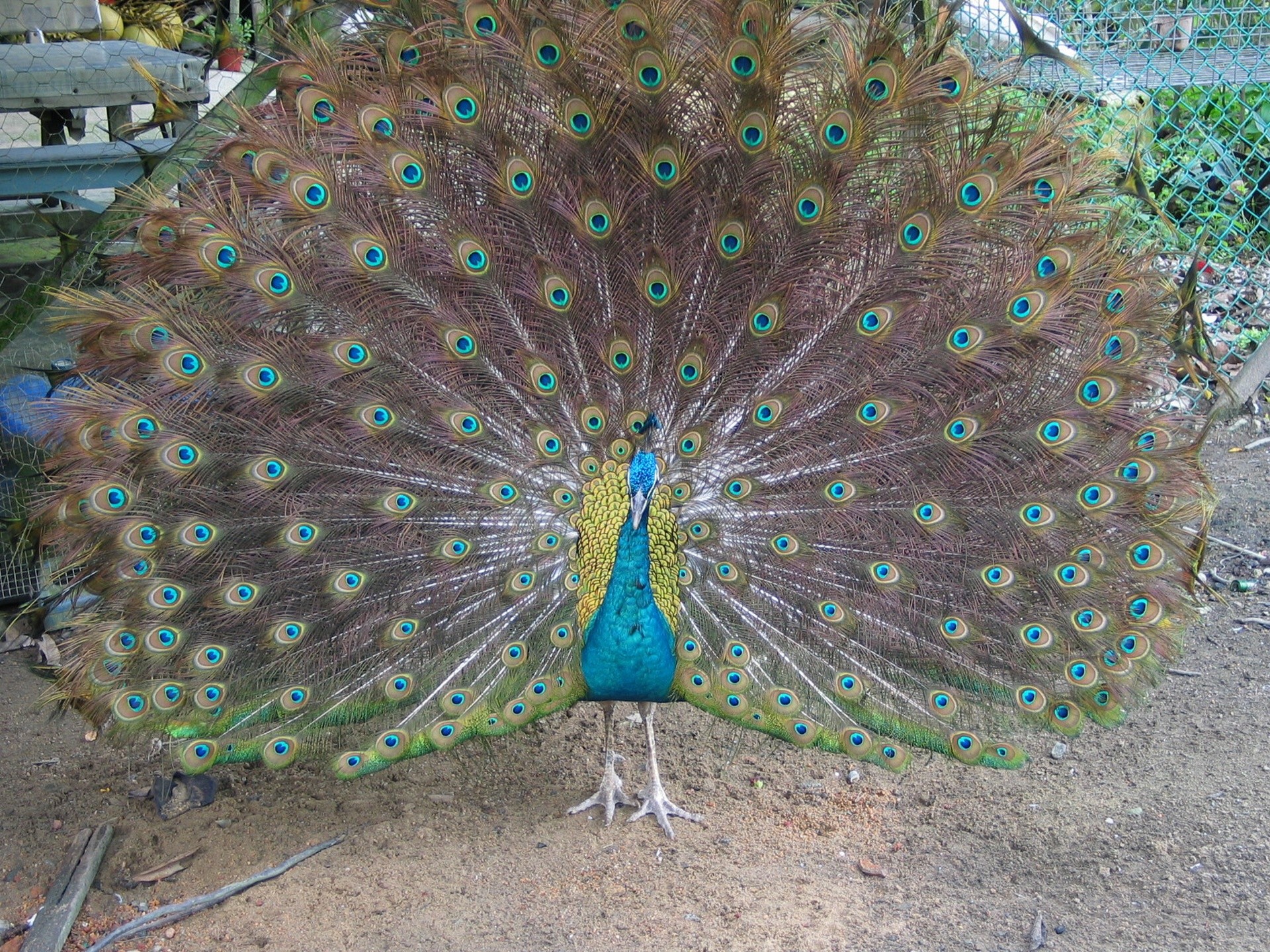 1920x1440 Big peacock - birds wallpaper