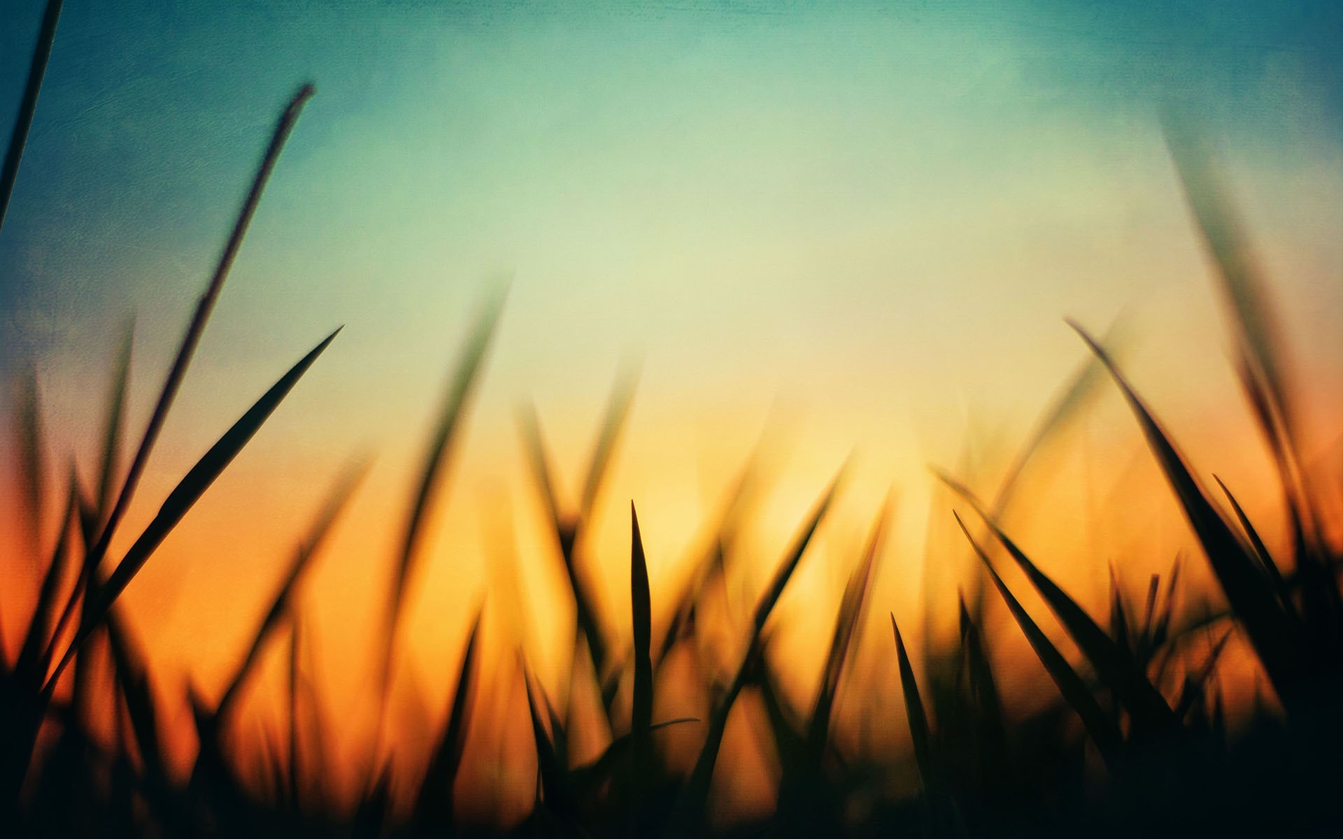 1920x1200 nature, Grass, Green, Sunset, Orange, Blue, Macro, Silhouette Wallpapers HD  / Desktop and Mobile Backgrounds