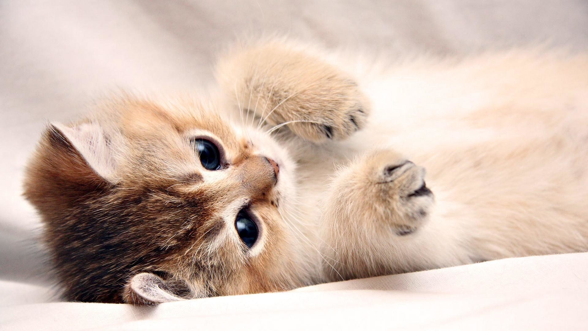 1920x1080 laptop background cute kitty landscape wallpapers HD Wallpapers &