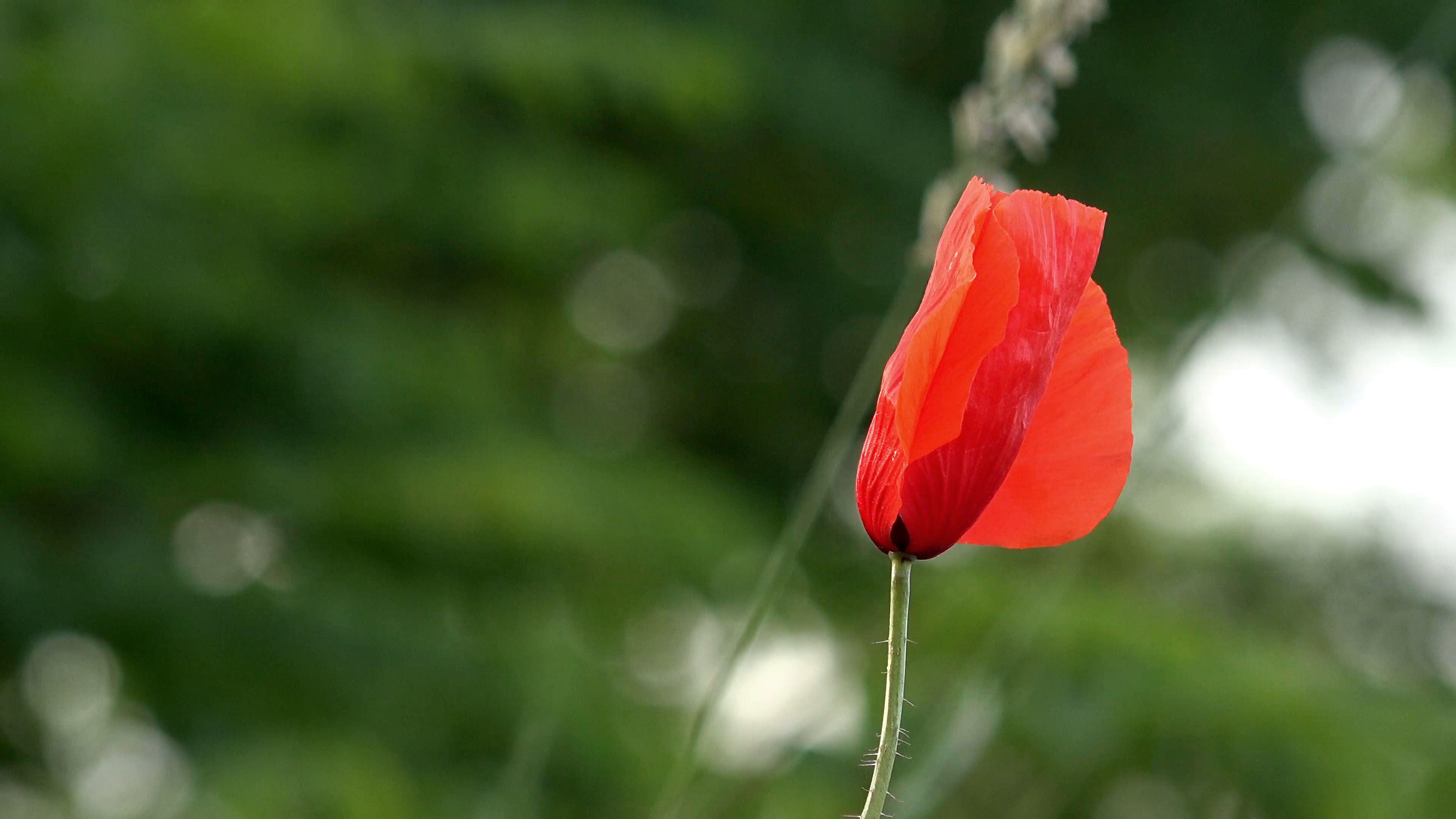 3840x2160 beautiful single poppy flower head. red ranunculus, cinematic background  Stock Video Footage - Storyblocks Video