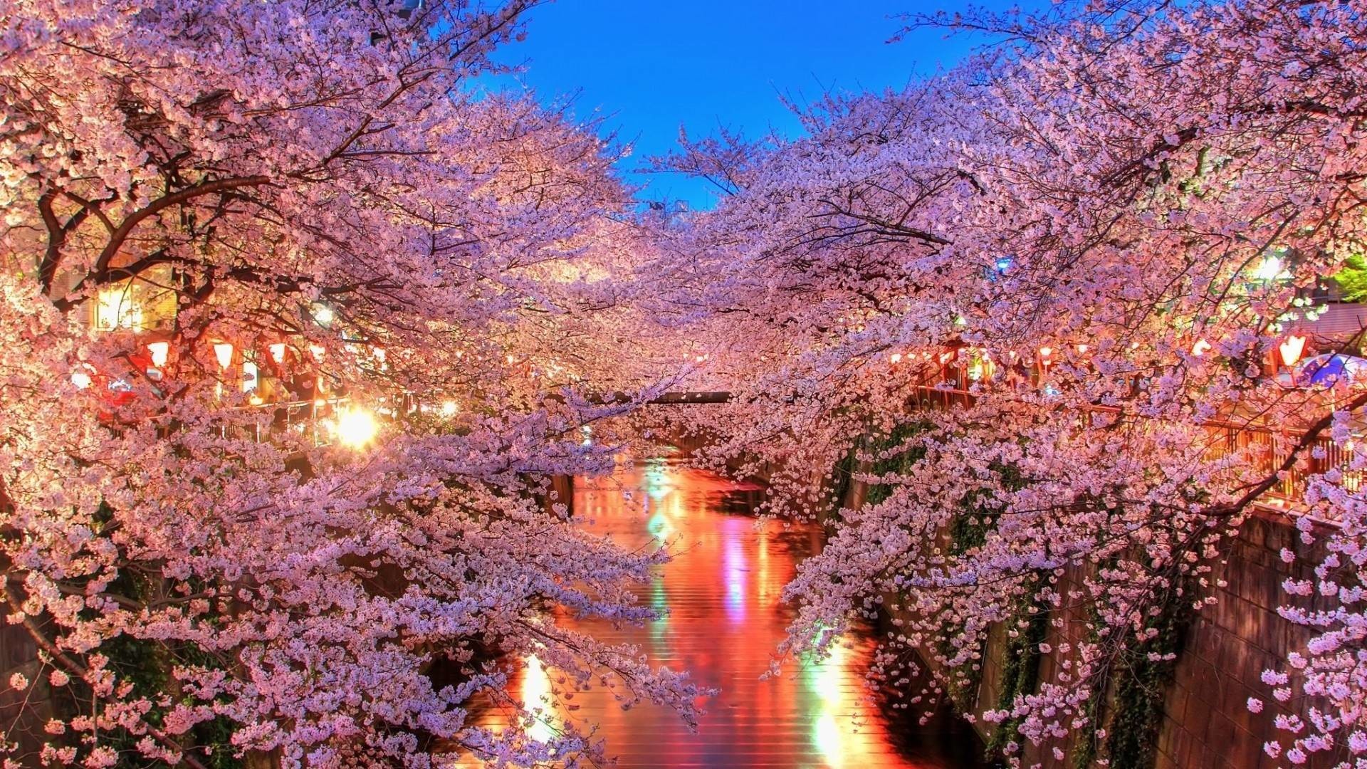1920x1080 Free Cherry Blossoms City Lights Wallpapers, Free Cherry Blossoms .