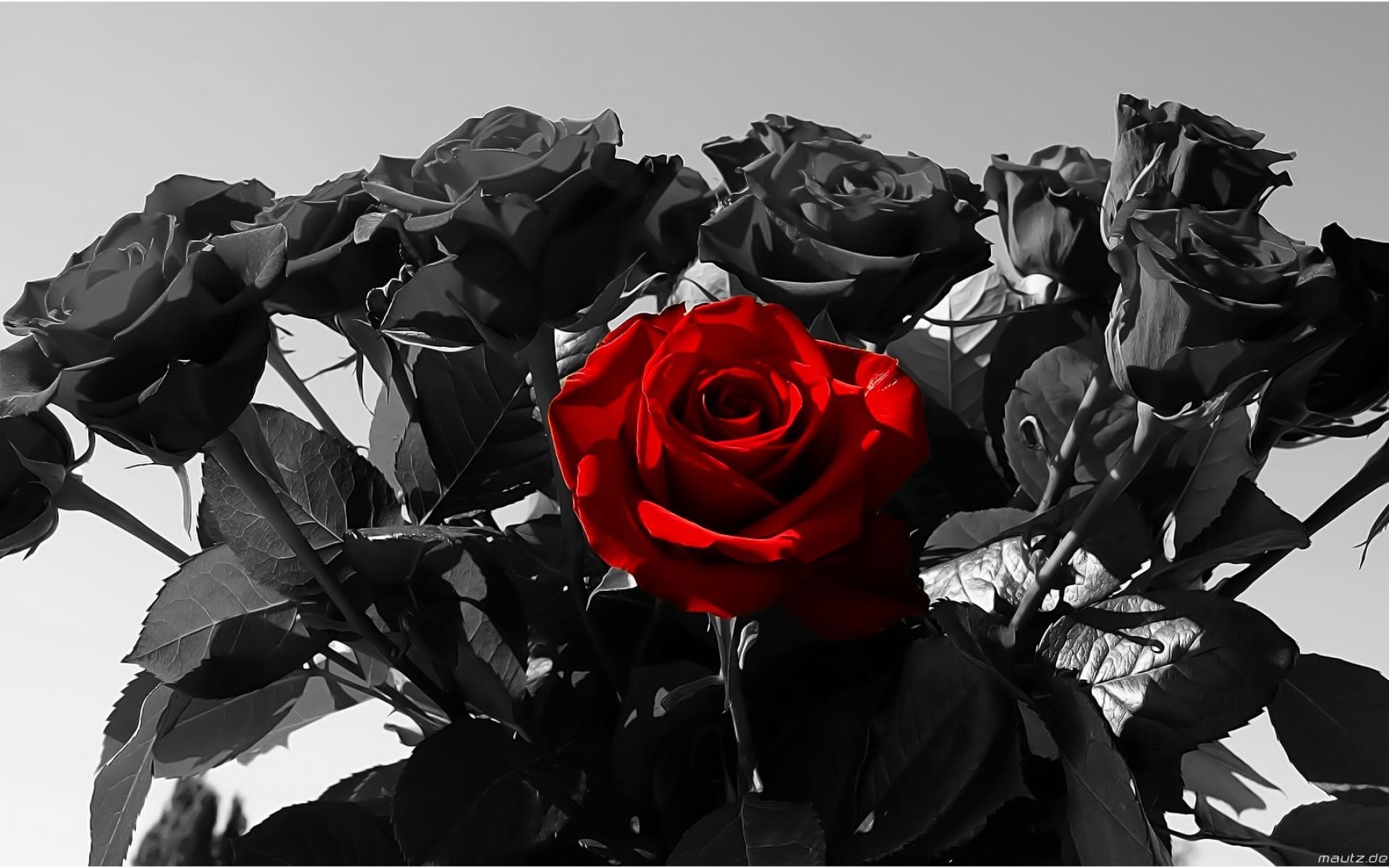 1920x1200  Red And Black Rose Wallpapers 12 Widescreen Wallpaper
