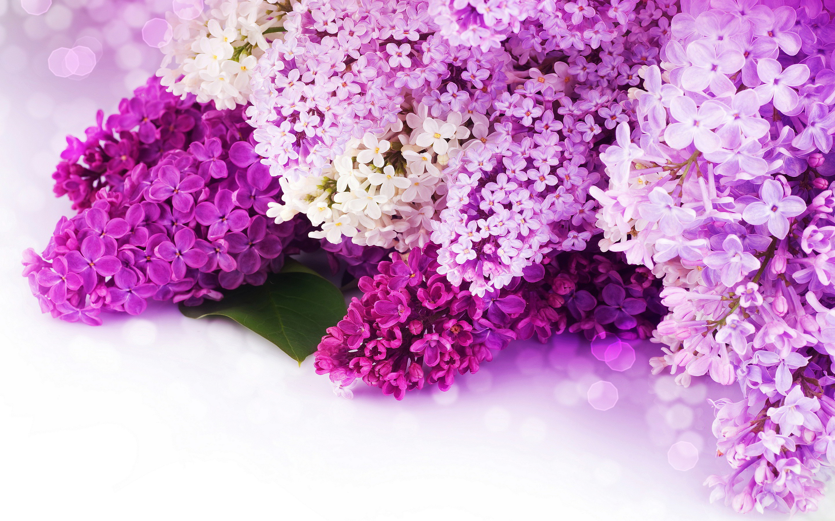 2880x1800 Purple Flower Wallpapers Desktop Background