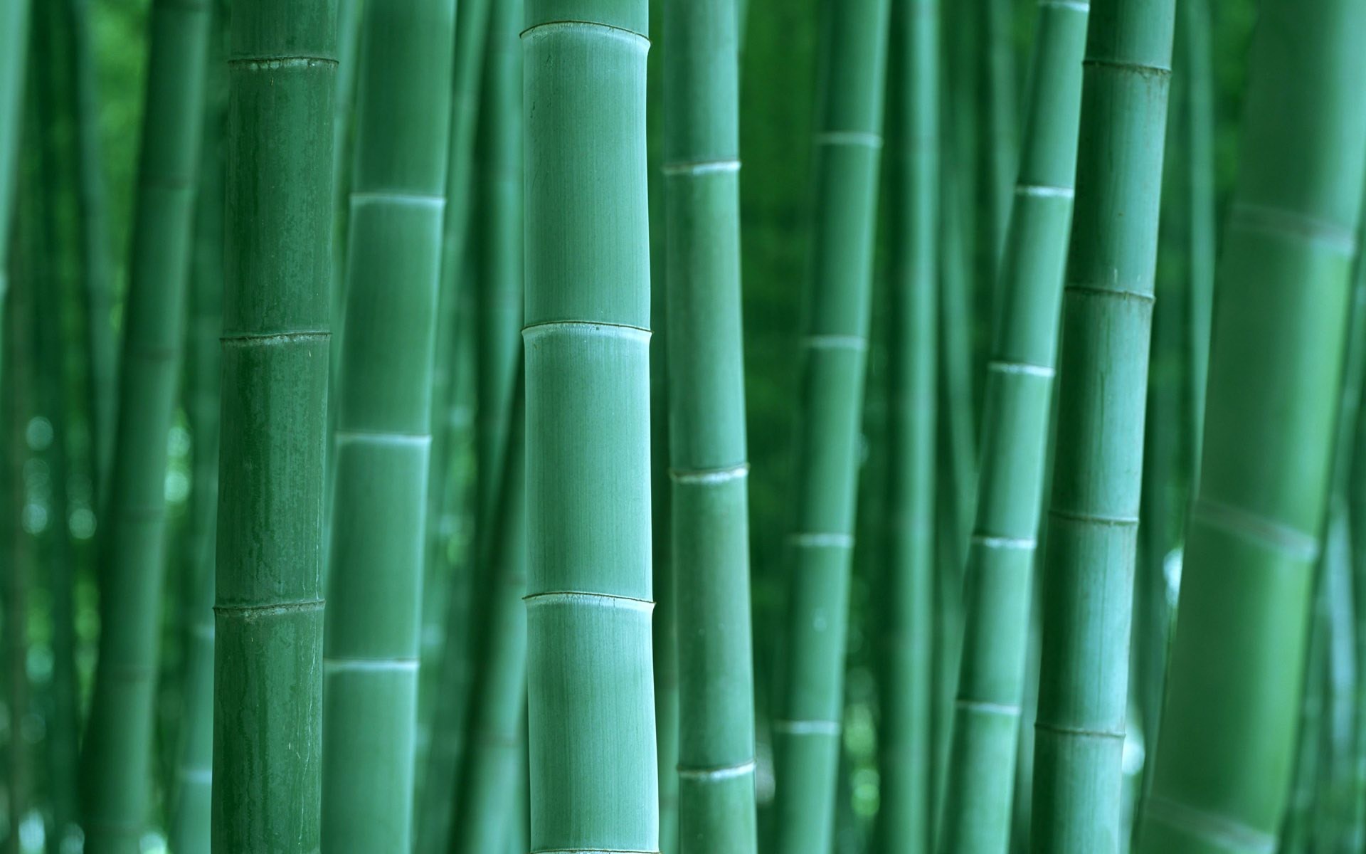 1920x1200 Bamboo-desktop-wallpaper-images-hd-wallpapers