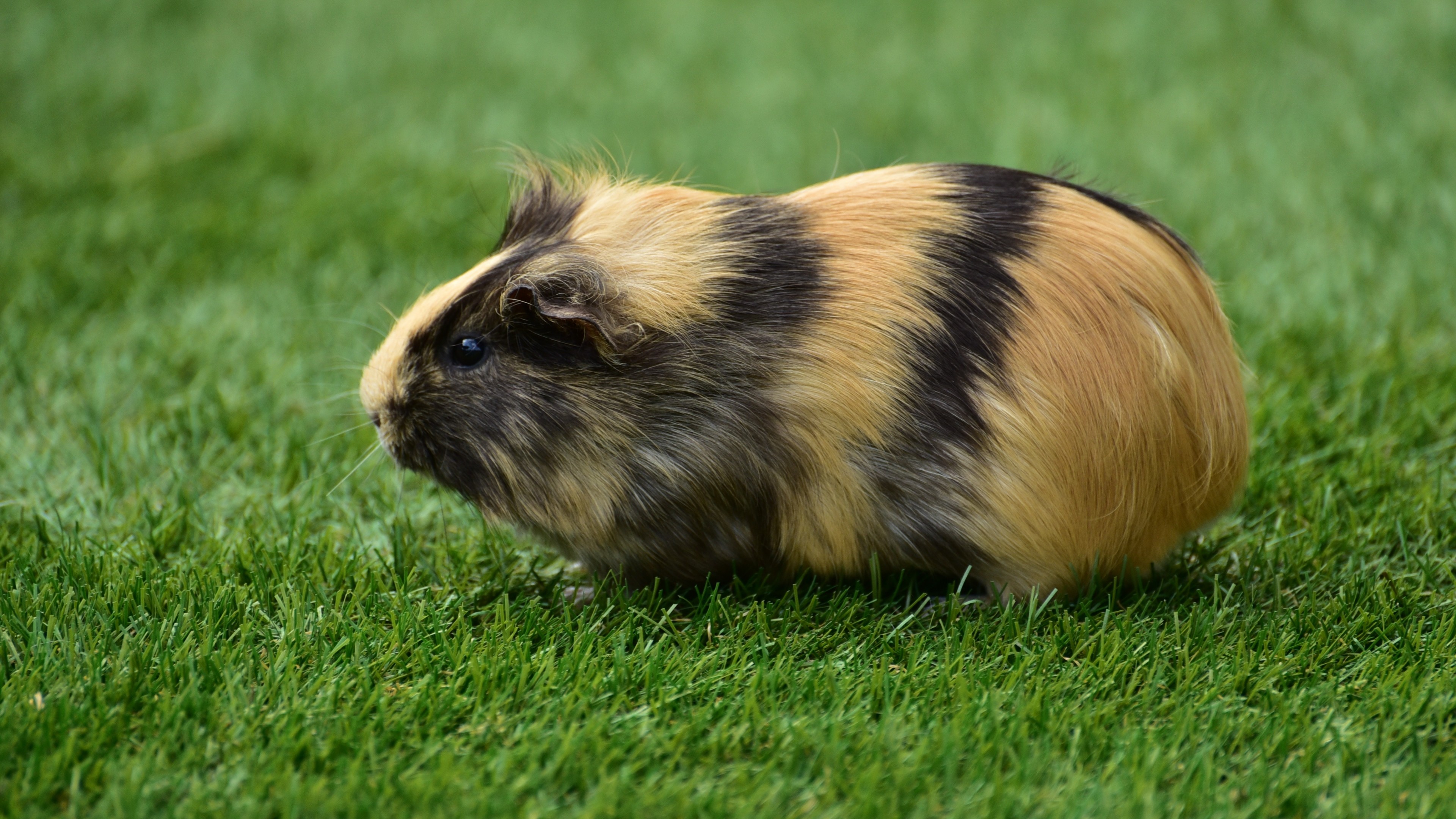3840x2160  Wallpaper guinea pig, grass, rodent