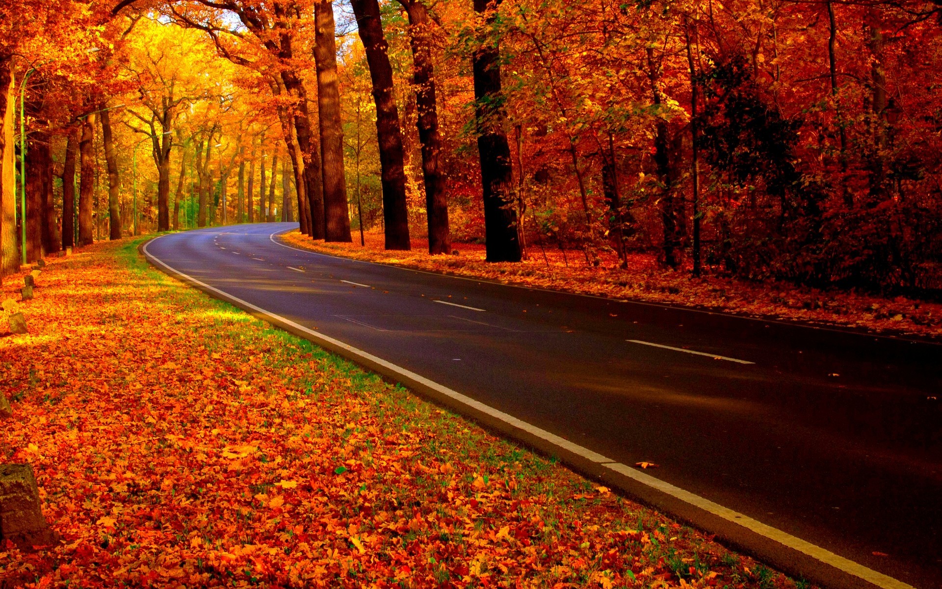 1920x1200 #nature, #forest, #road, #fall, wallpaper