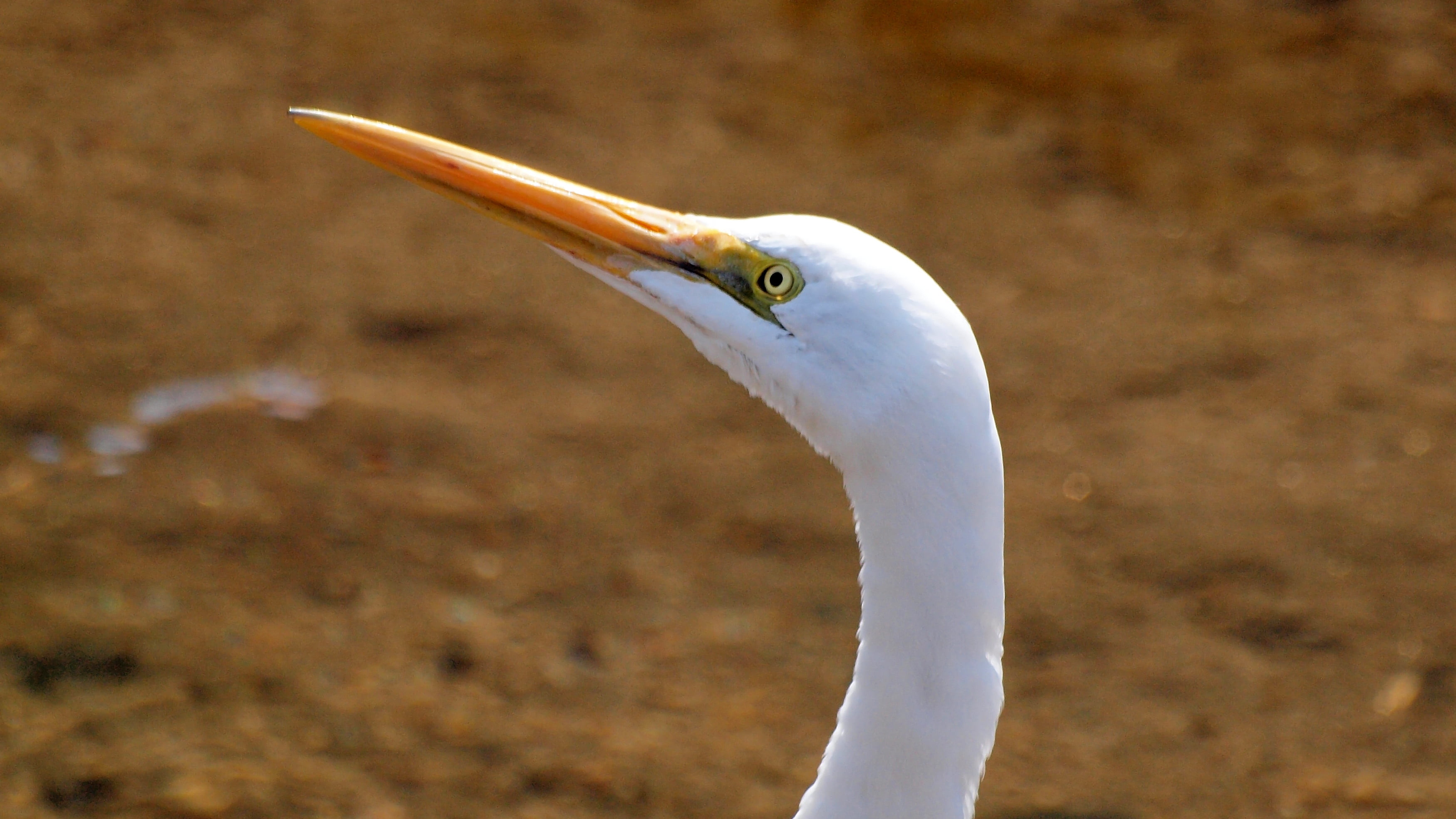 3500x1969 white Bird, great egret