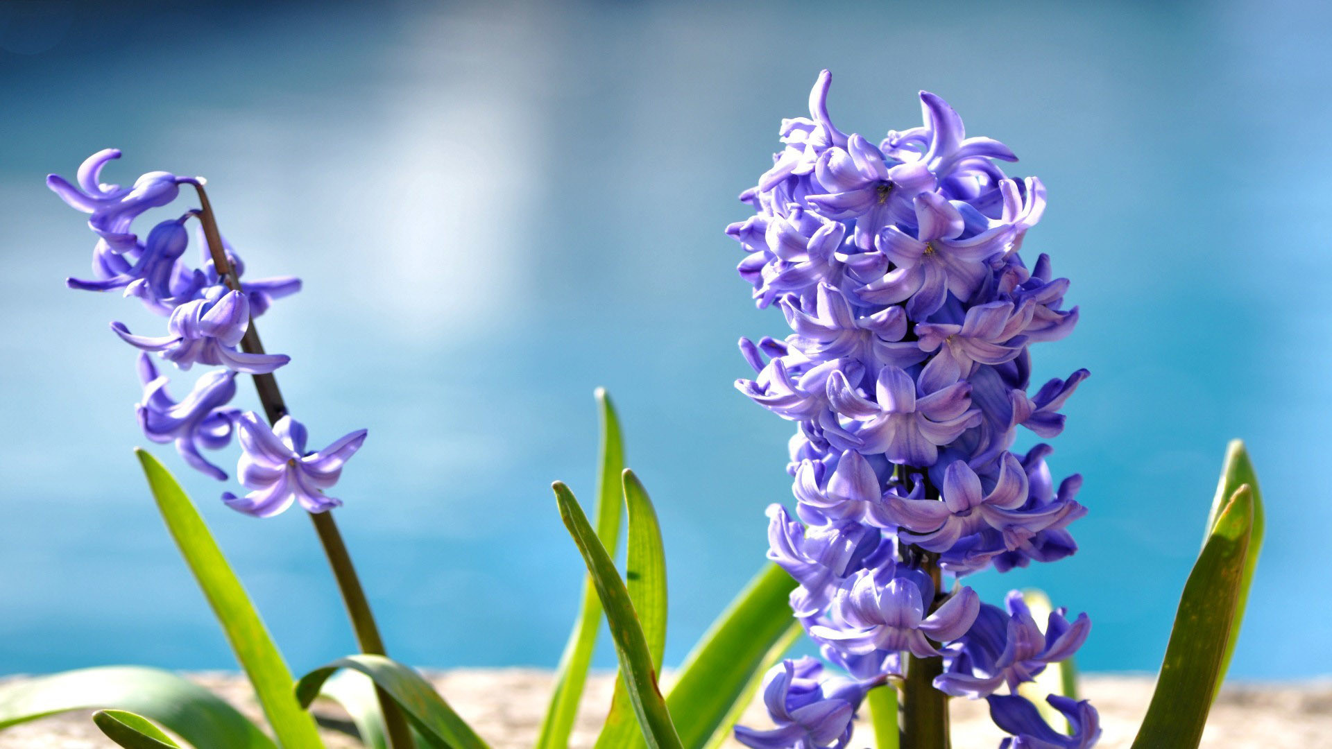 1920x1080 ... Images of Hyacinth Wallpaper - #SC ...
