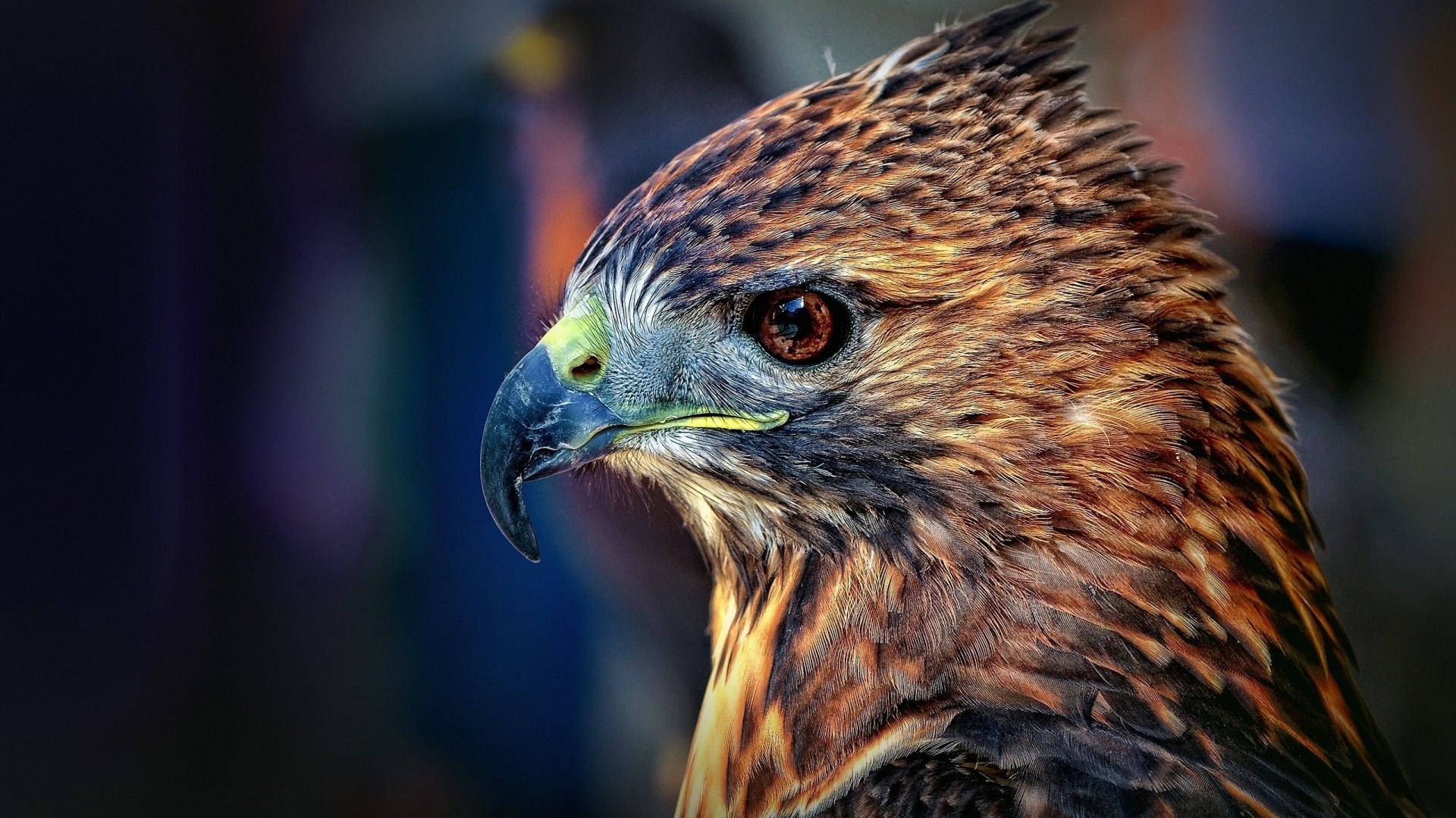 1920x1080 Hawk owl owl predator look bird. Â«Â«