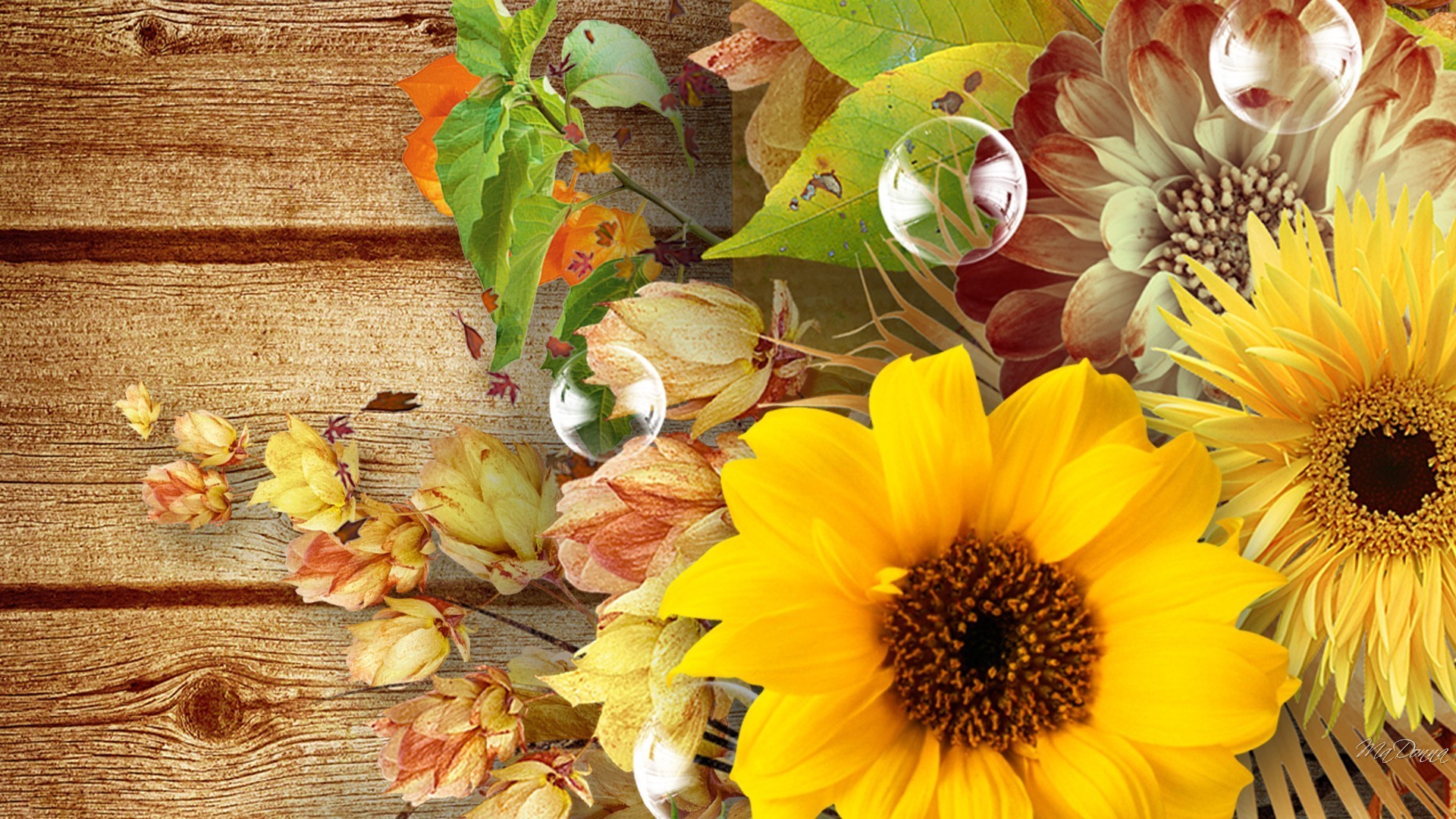 1920x1080 flowers fall flowers autumn boards wood pods bubbles sunflowers