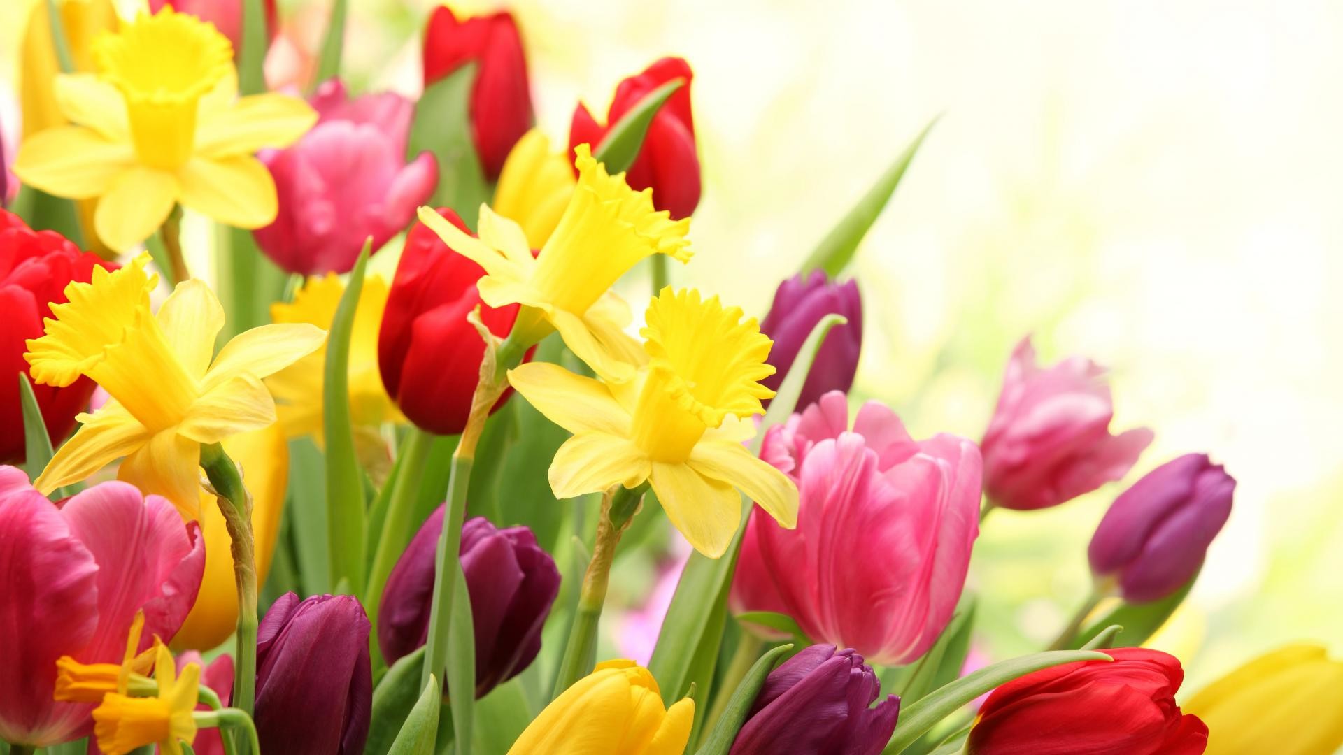 1920x1080 Spring Flowers wallpapers