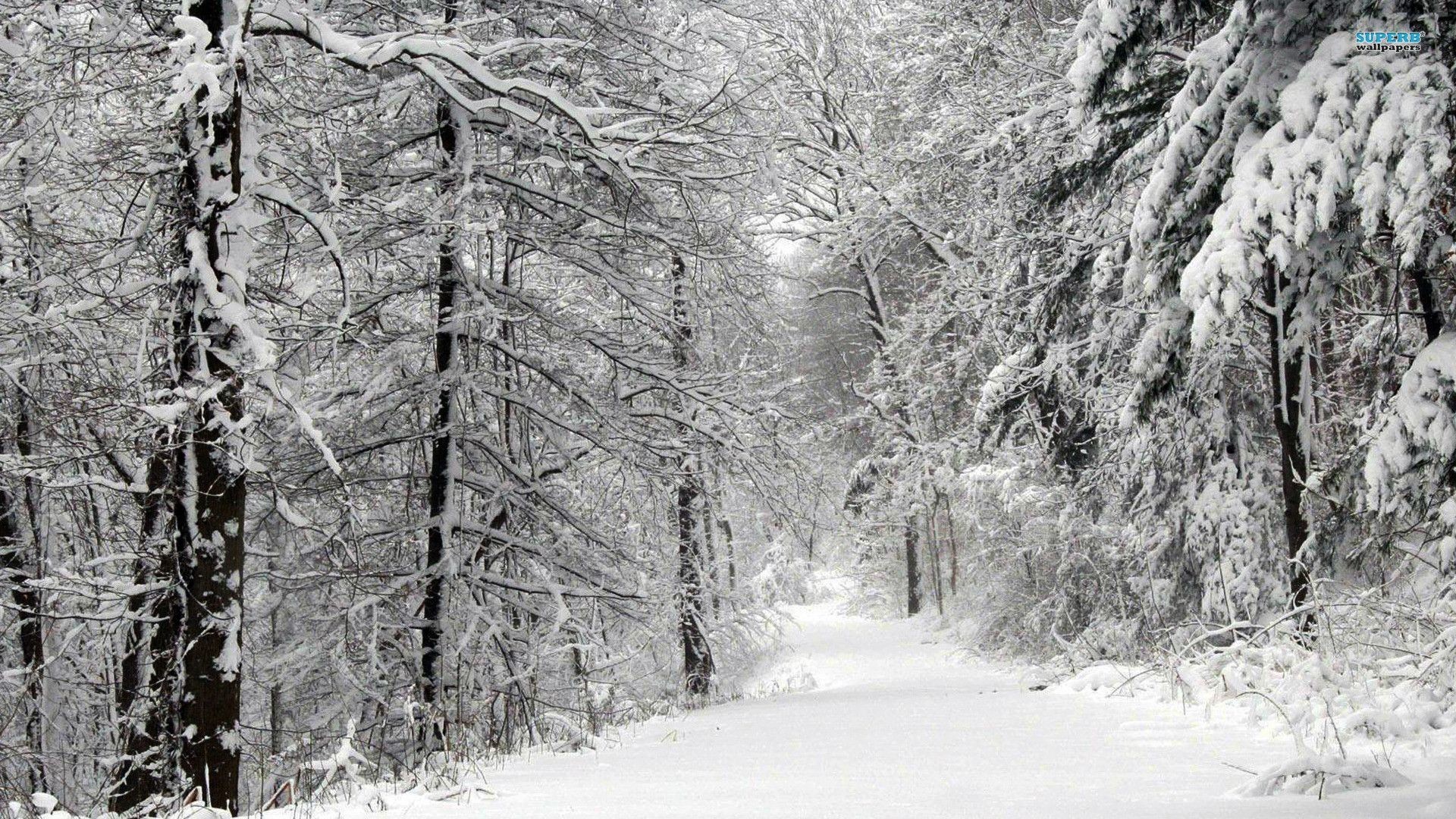 1920x1080 snowy-forest-wallpaper.jpg