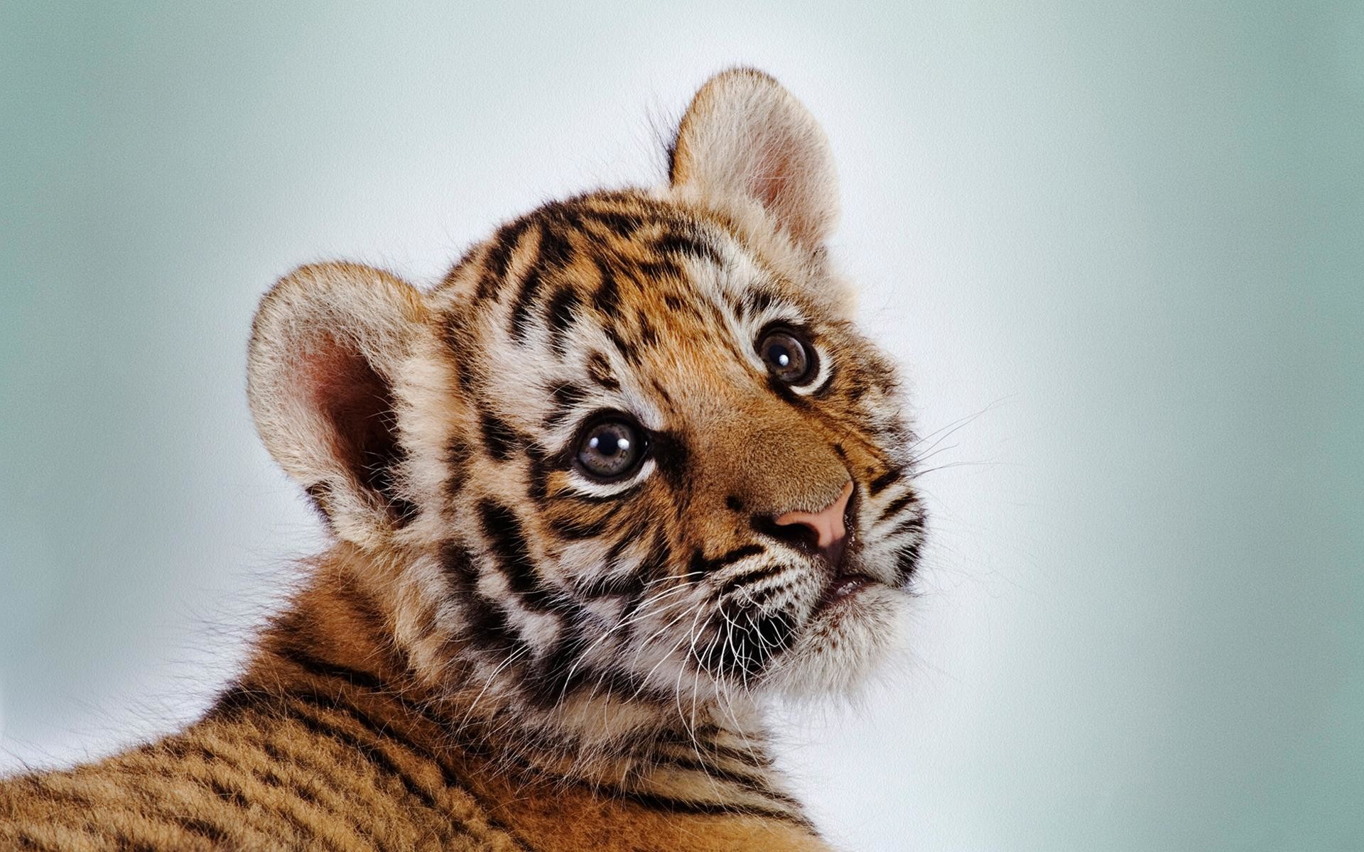 1920x1200 ... 100 Wallpapers de animales HD alguno te llevas | Baby tigers . ...