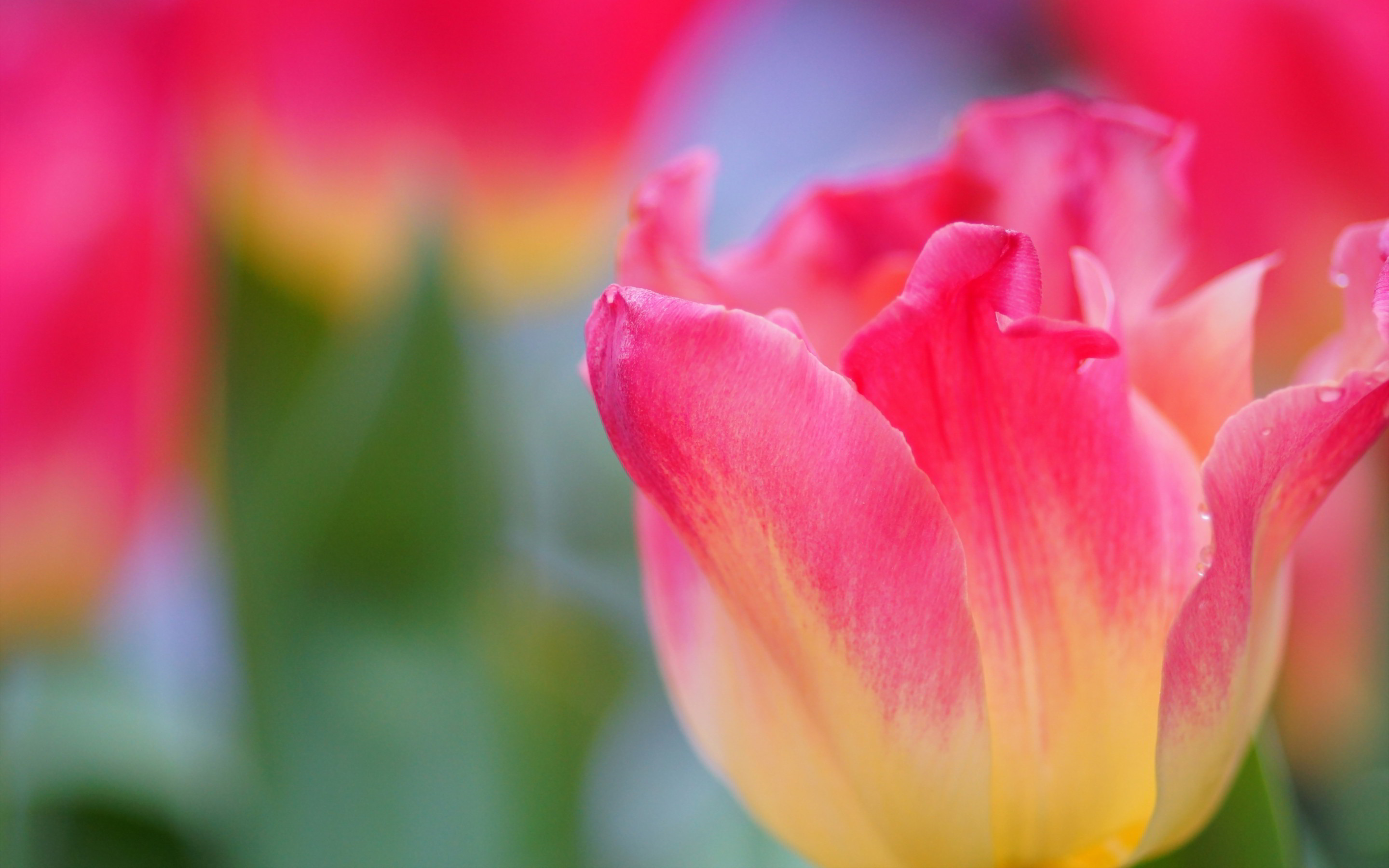 2880x1800 yellow pink tulip. Â«Â«