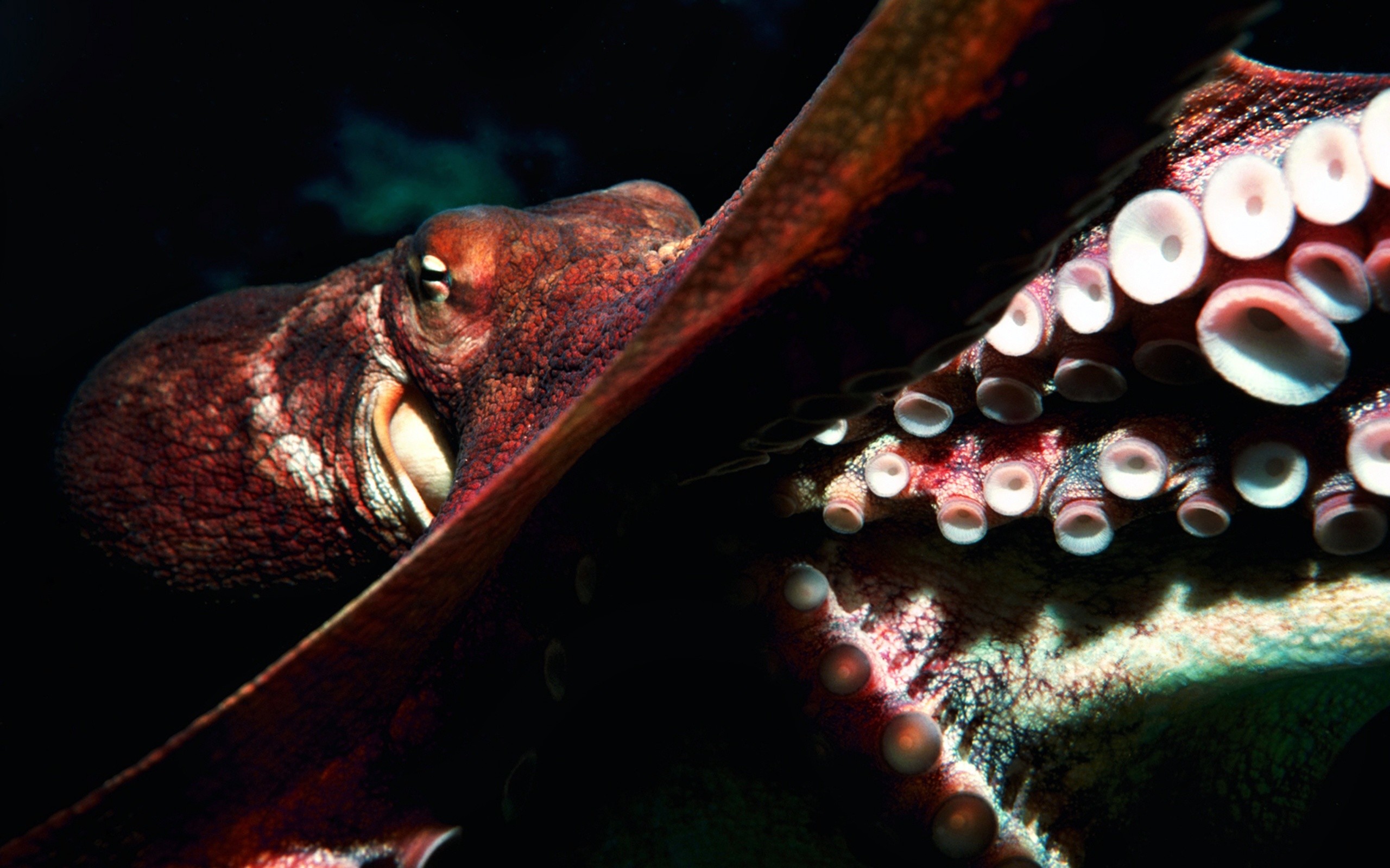 2560x1600 Animal - Octopus Wallpaper