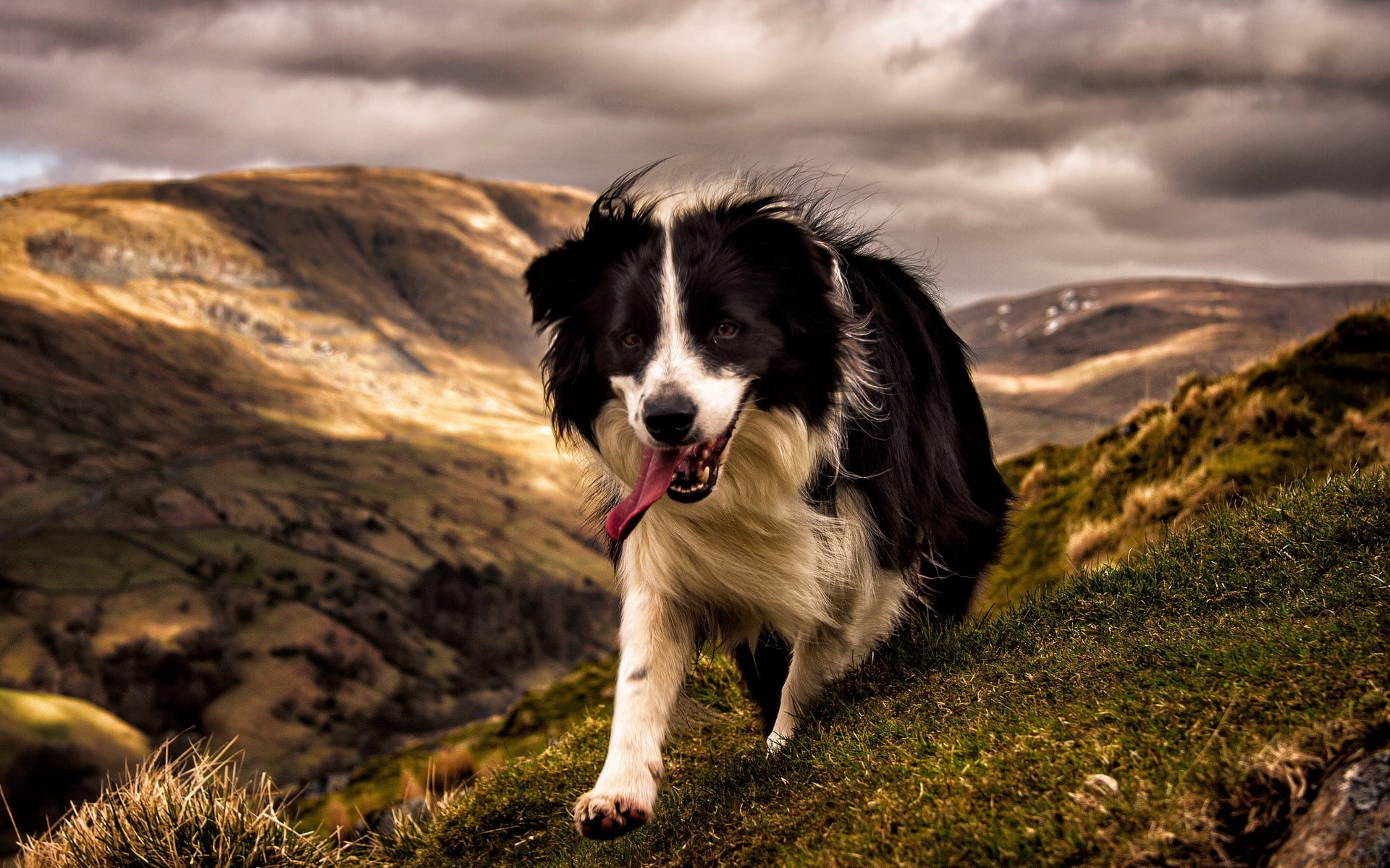 1920x1200 Border Collie Wallpapers